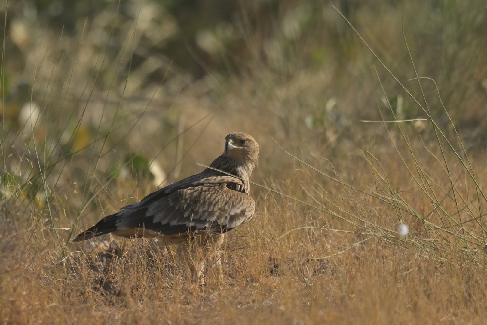 Eastern Imperial Eagle Aquila heliaca