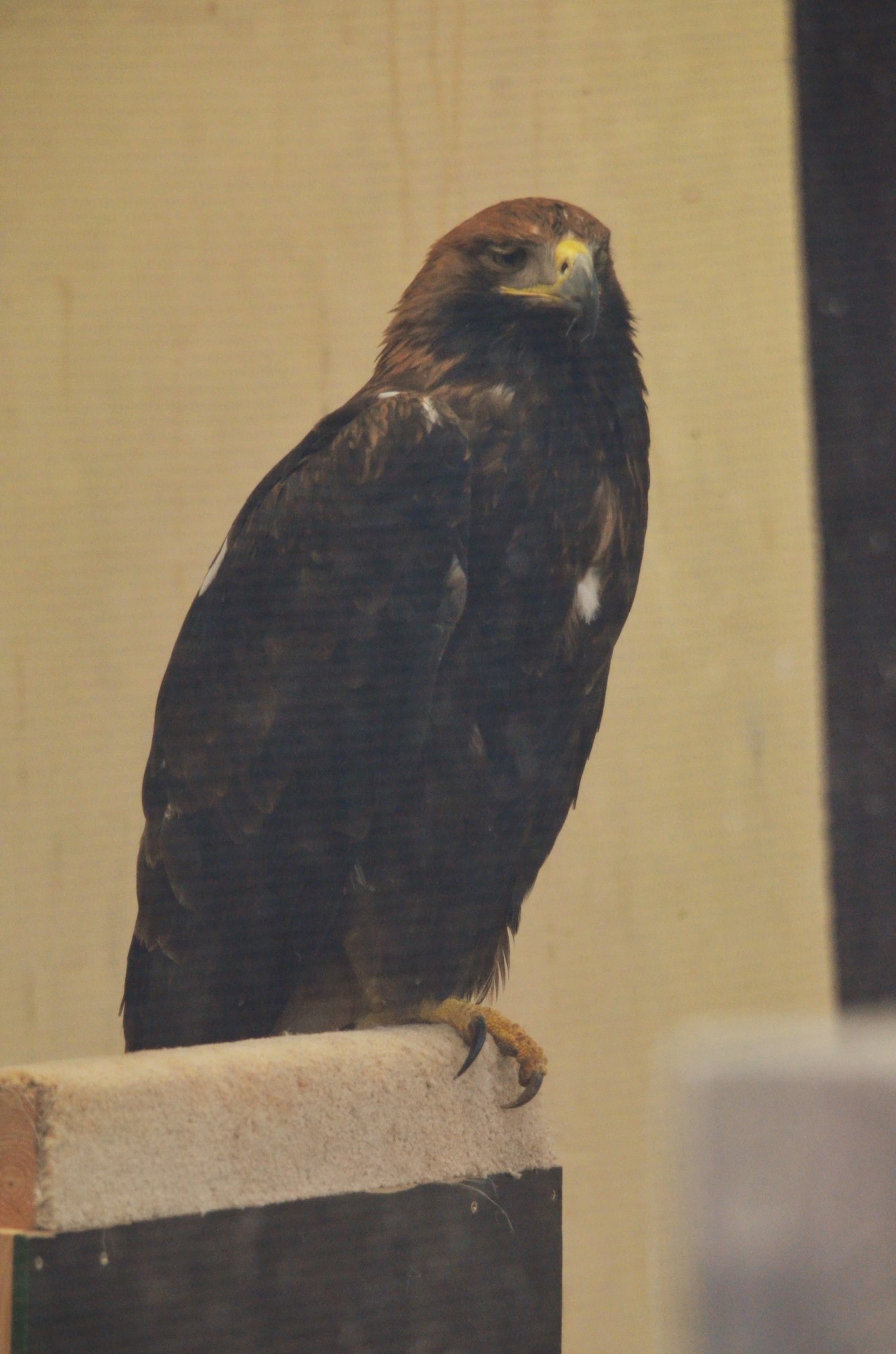 Eastern Imperial Eagle at ICBP Newent, 07/10/17