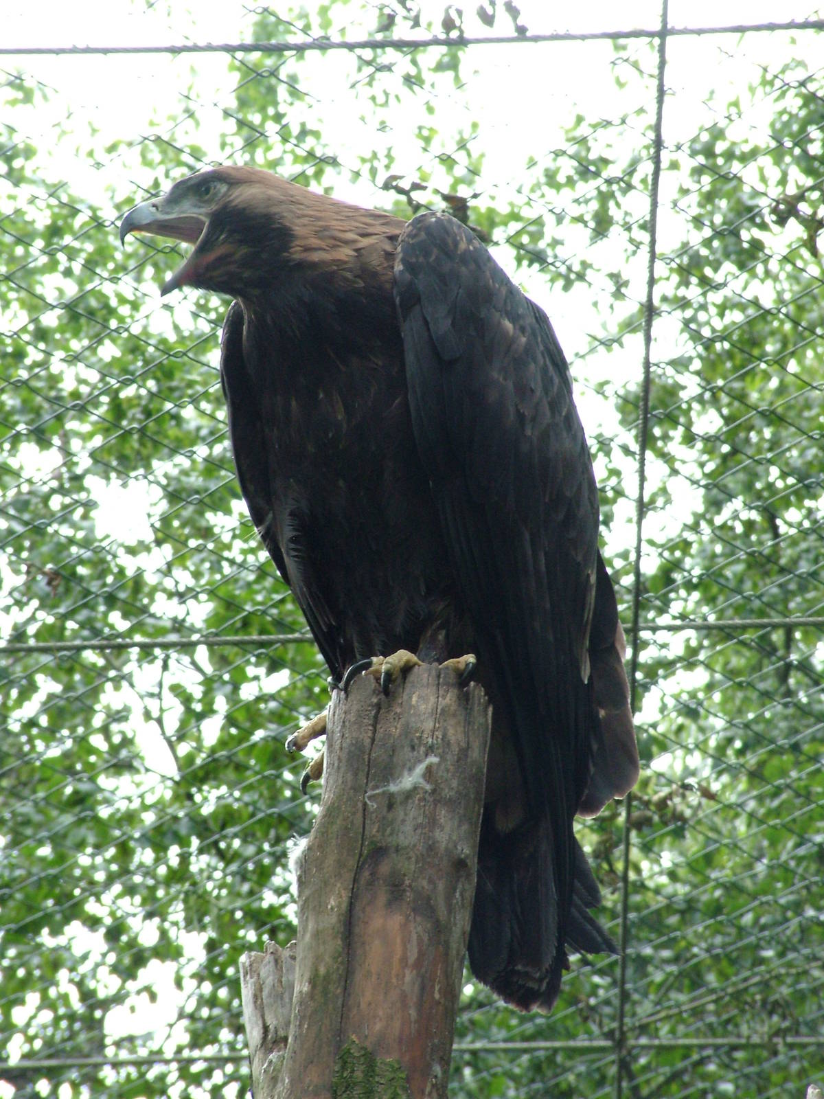 Eastern Imperial Eagle at Tierpark Berlin, 30/08/11