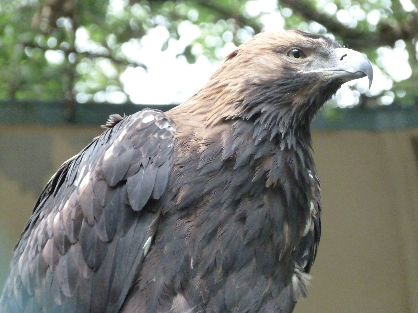Eastern imperial eagle -Tierpark Berlin (2024)