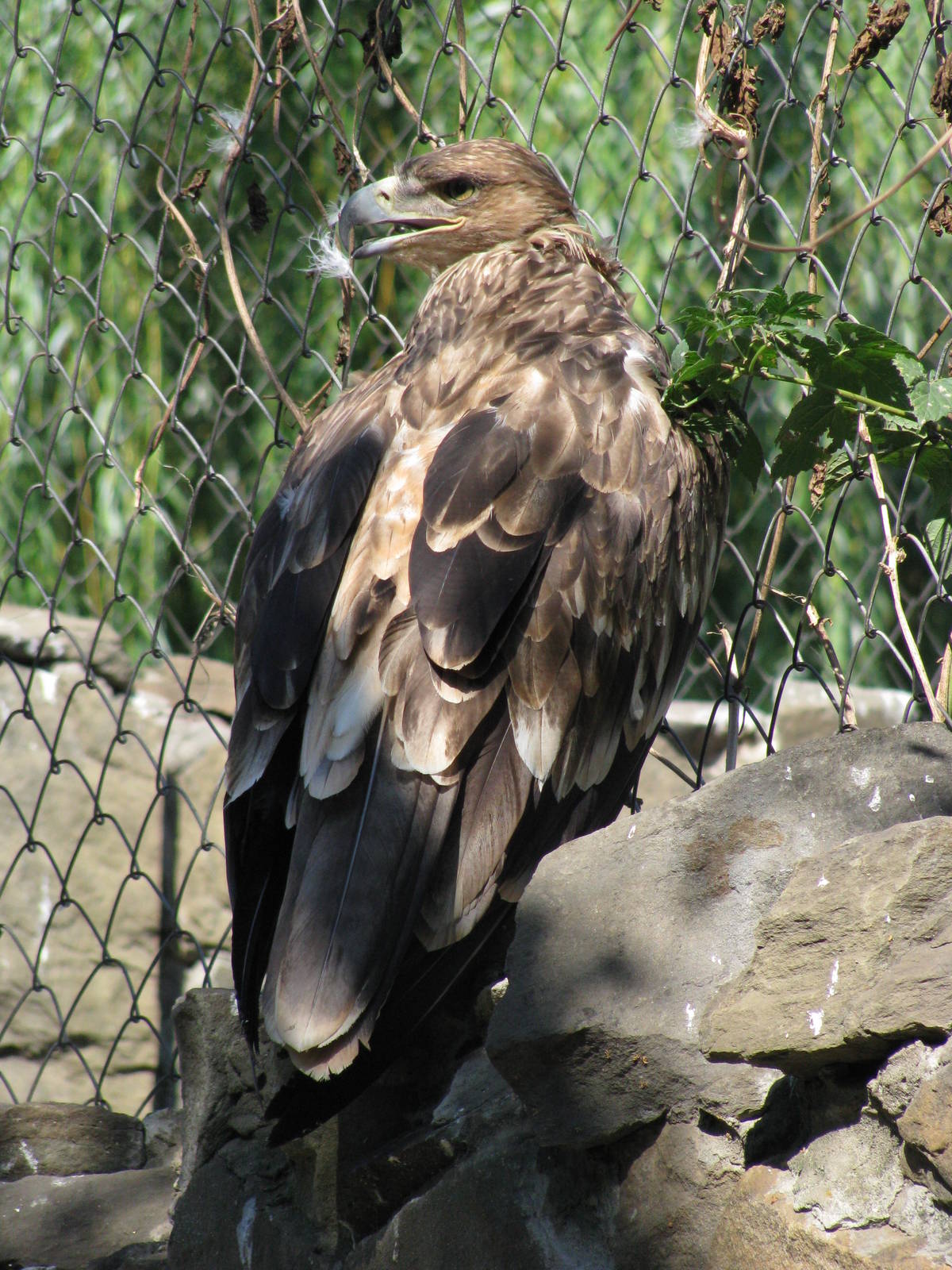 Eastern imperial eagle