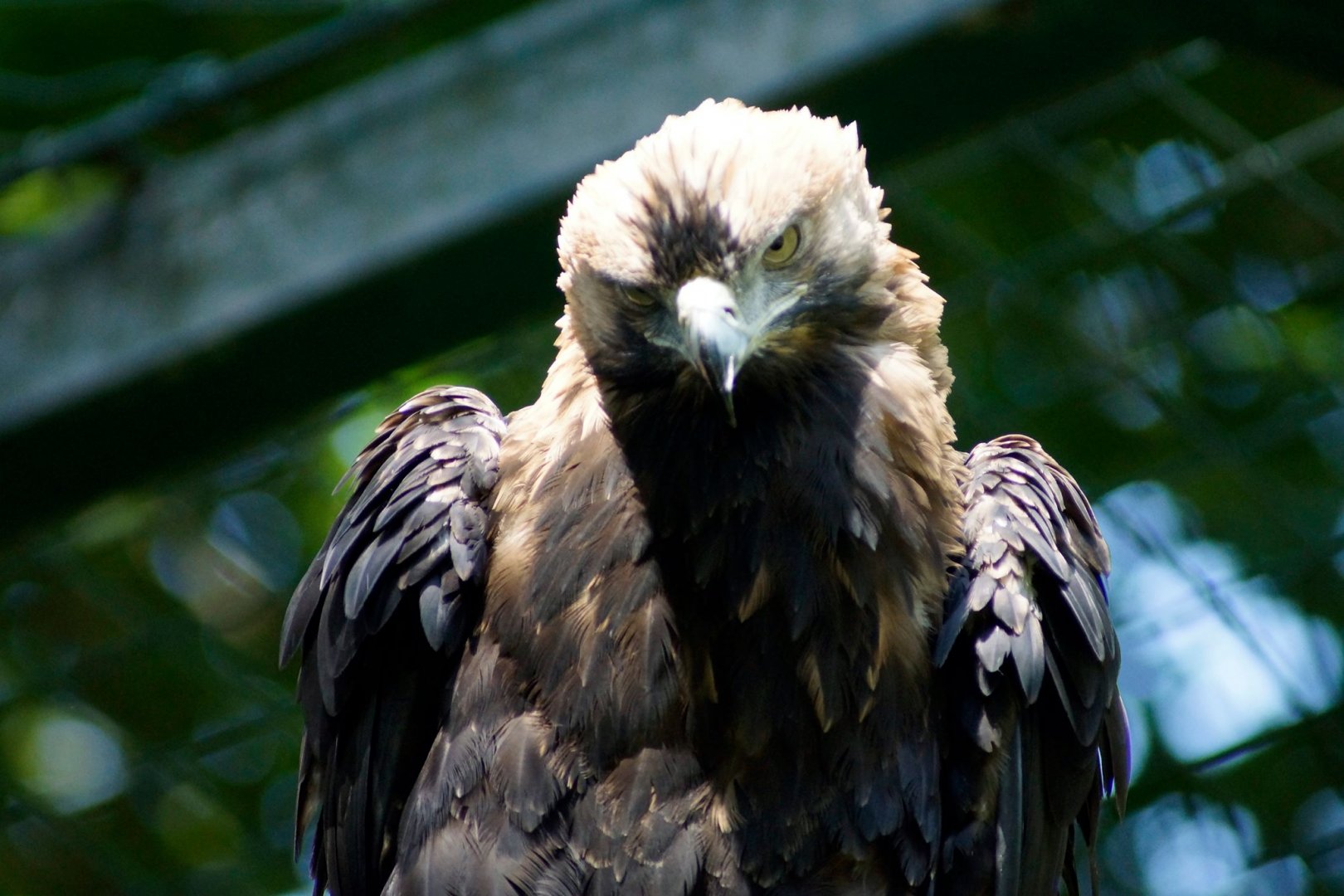 Eastern Imperial Eagle