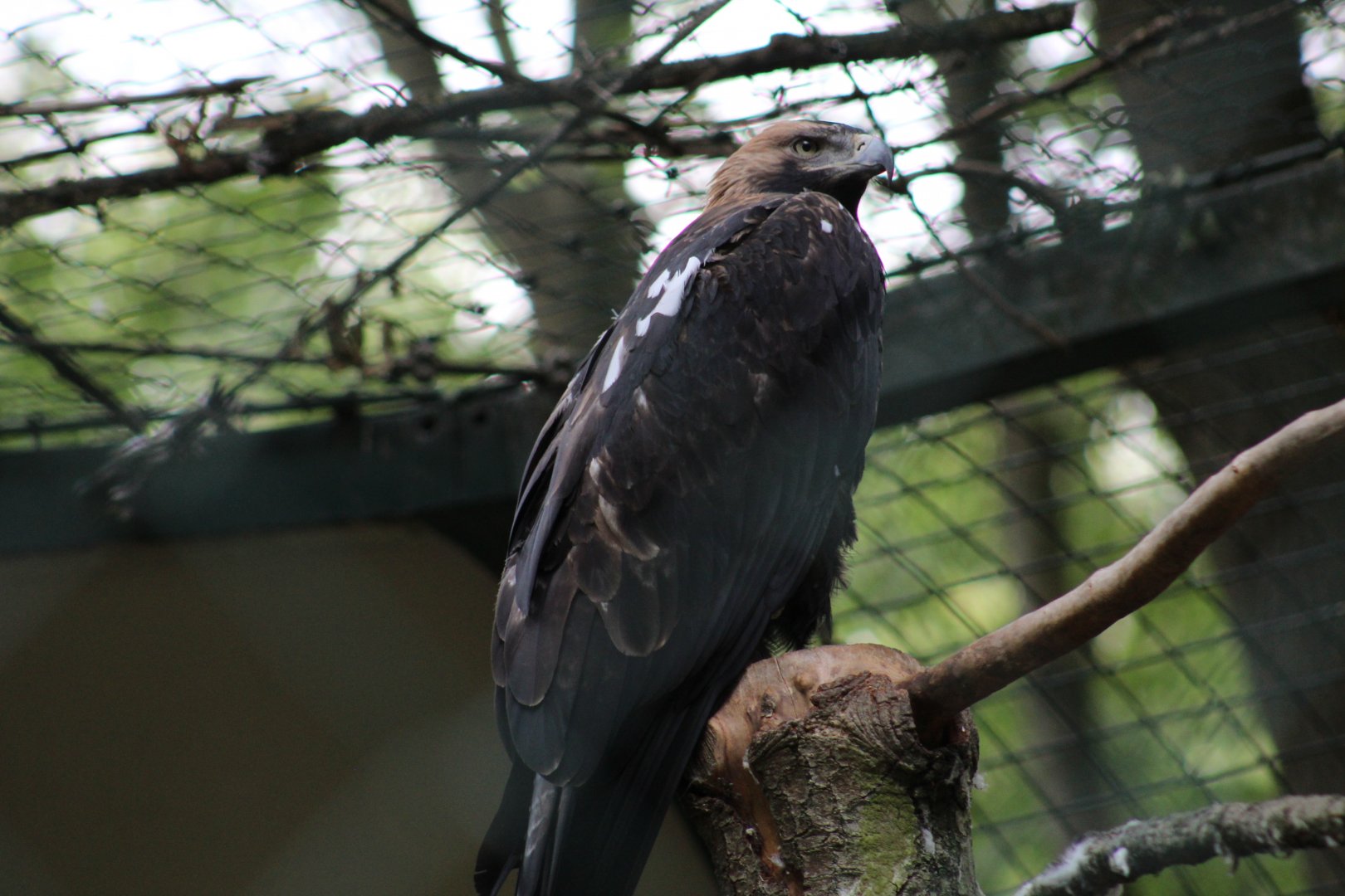 Eastern Imperial Eagle