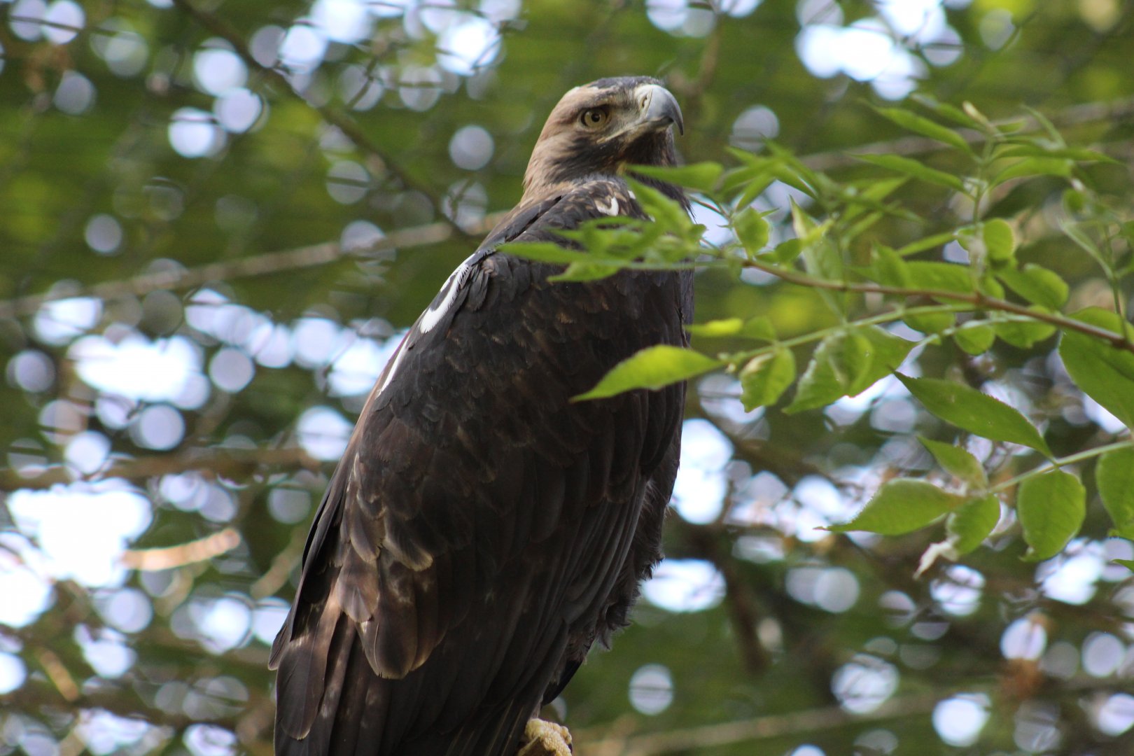 Eastern Imperial Eagle