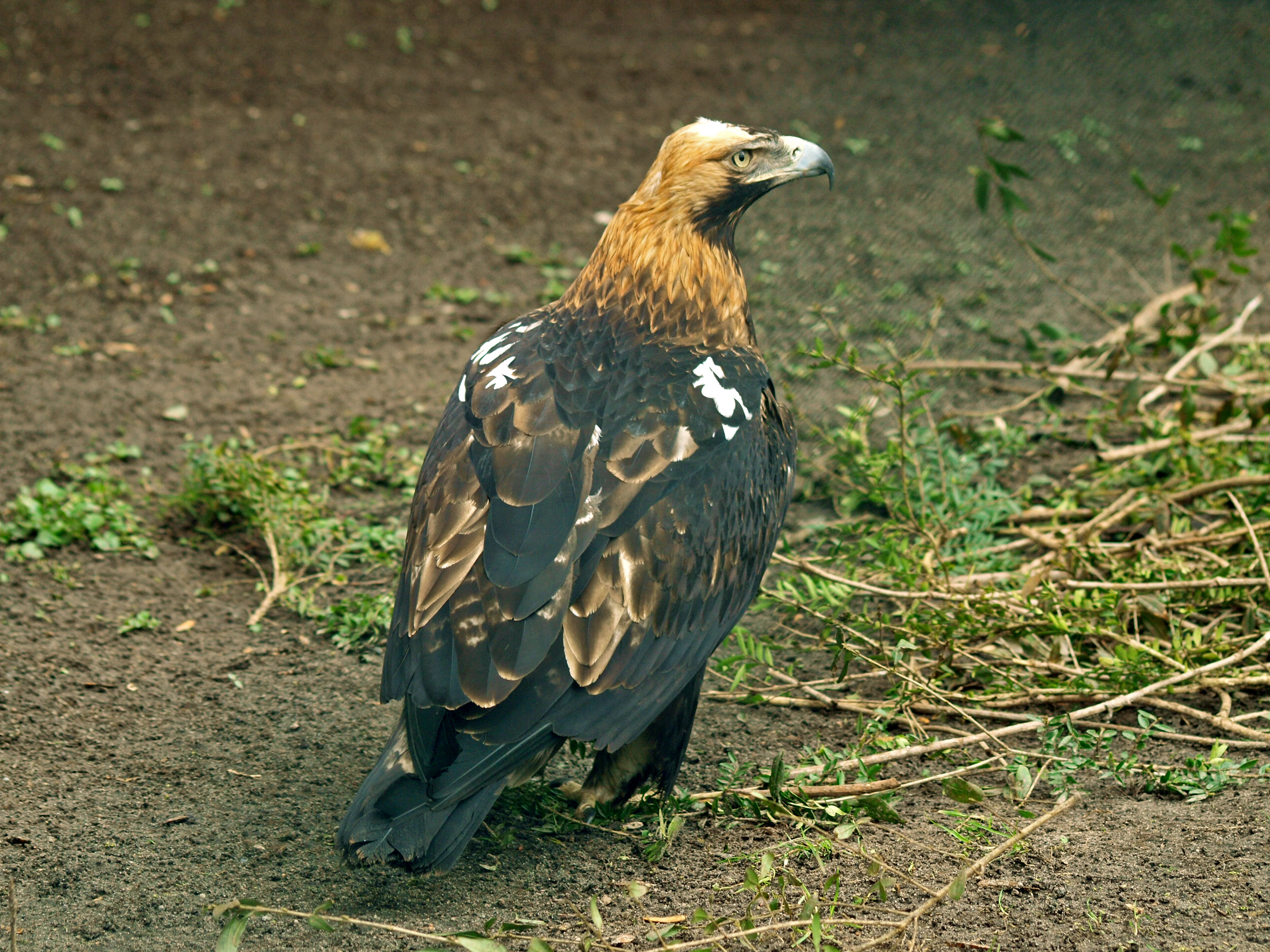 Eastern Imperial eagle
