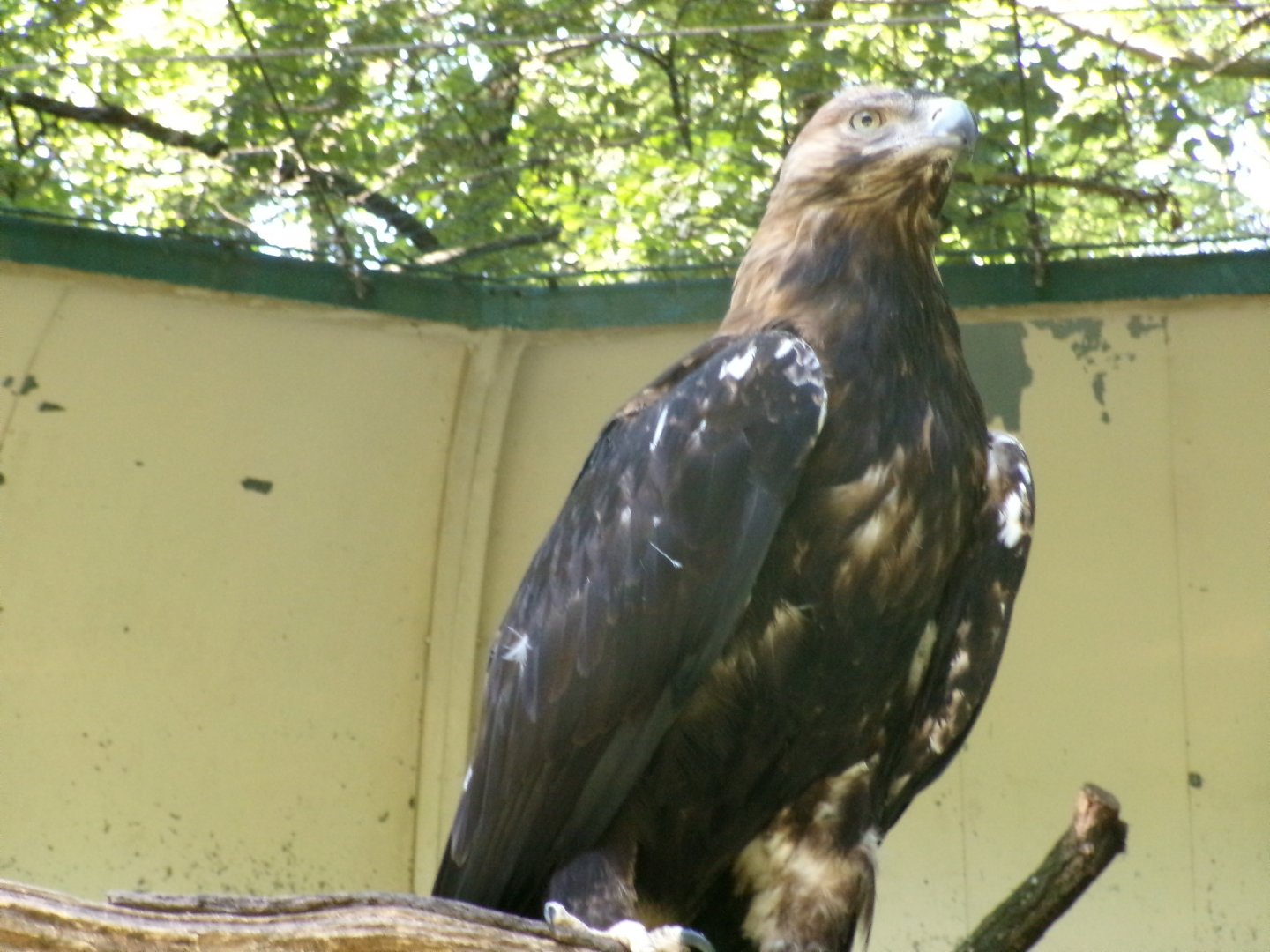Eastern Imperial eagle