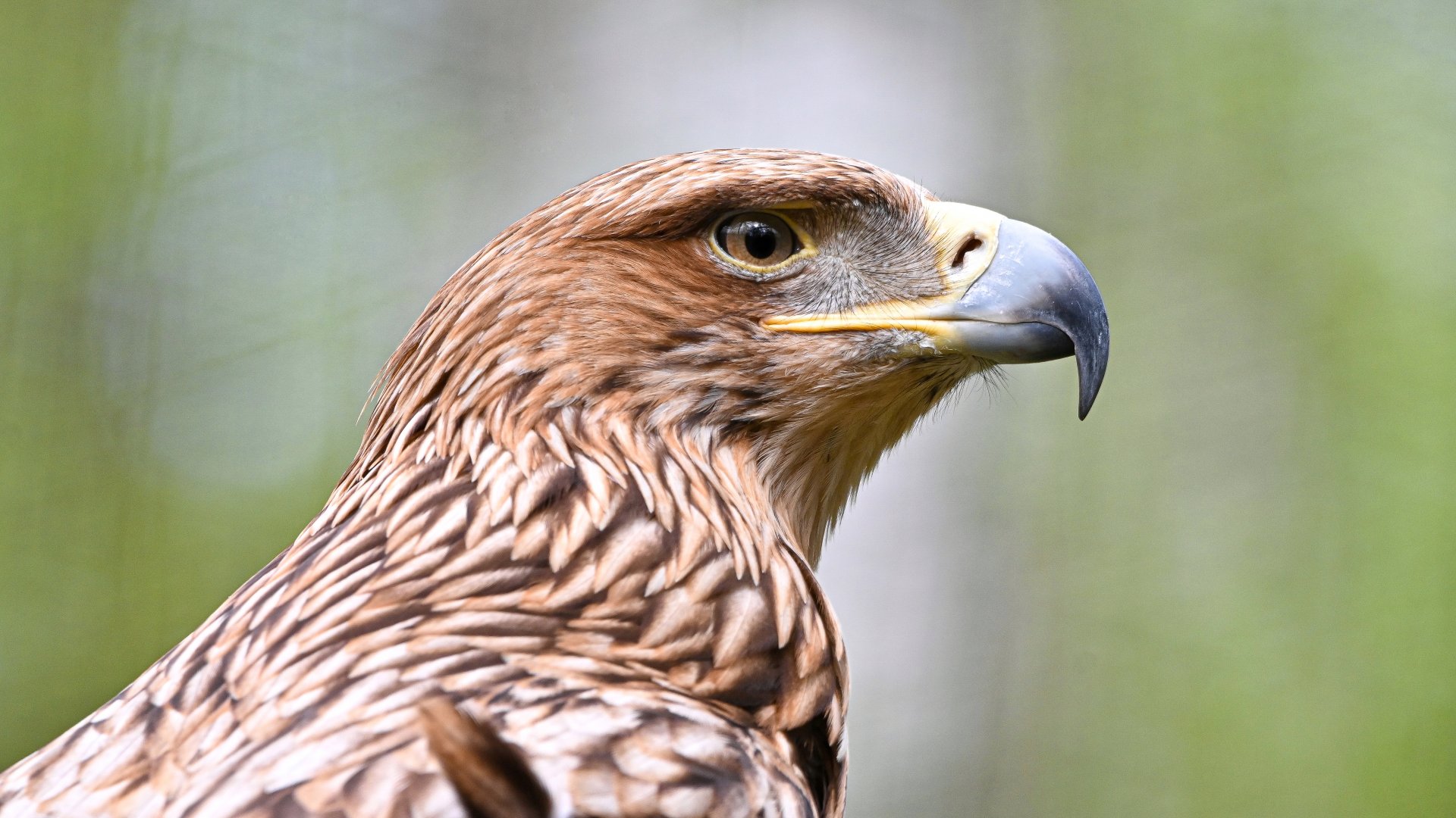 Eastern imperial eagle