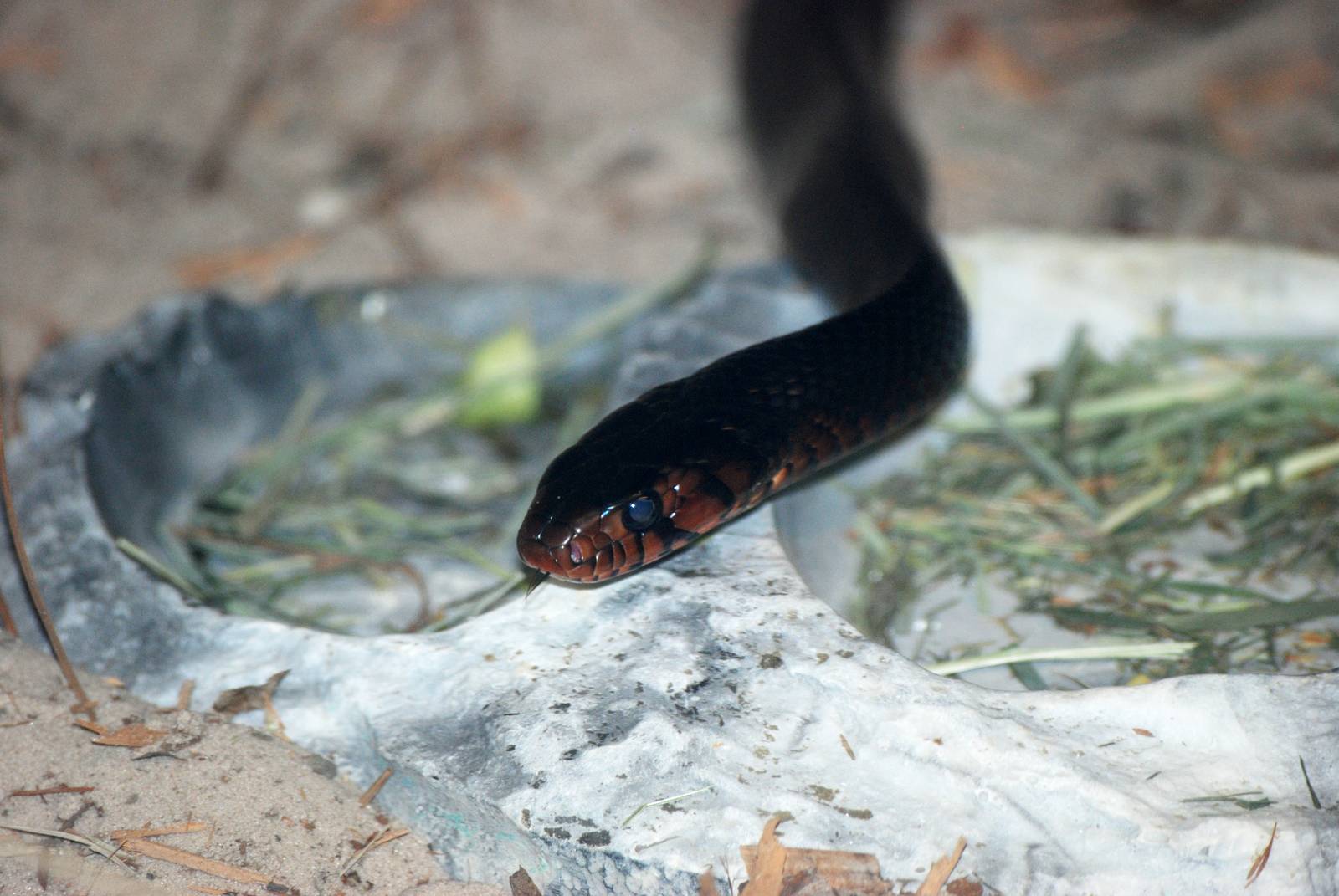Eastern Indigo Snake at Jacksonville, 10/10/13