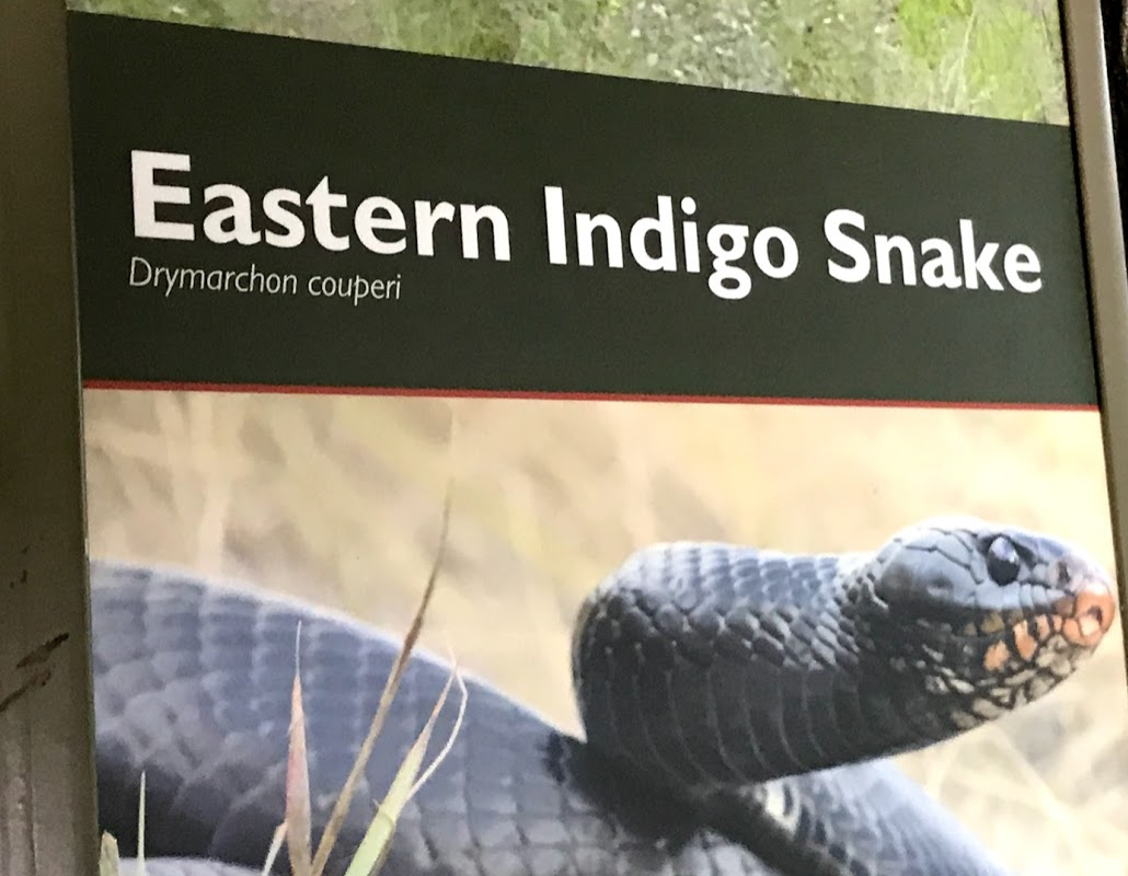 Eastern Indigo Snake at the North Carolina Zoo