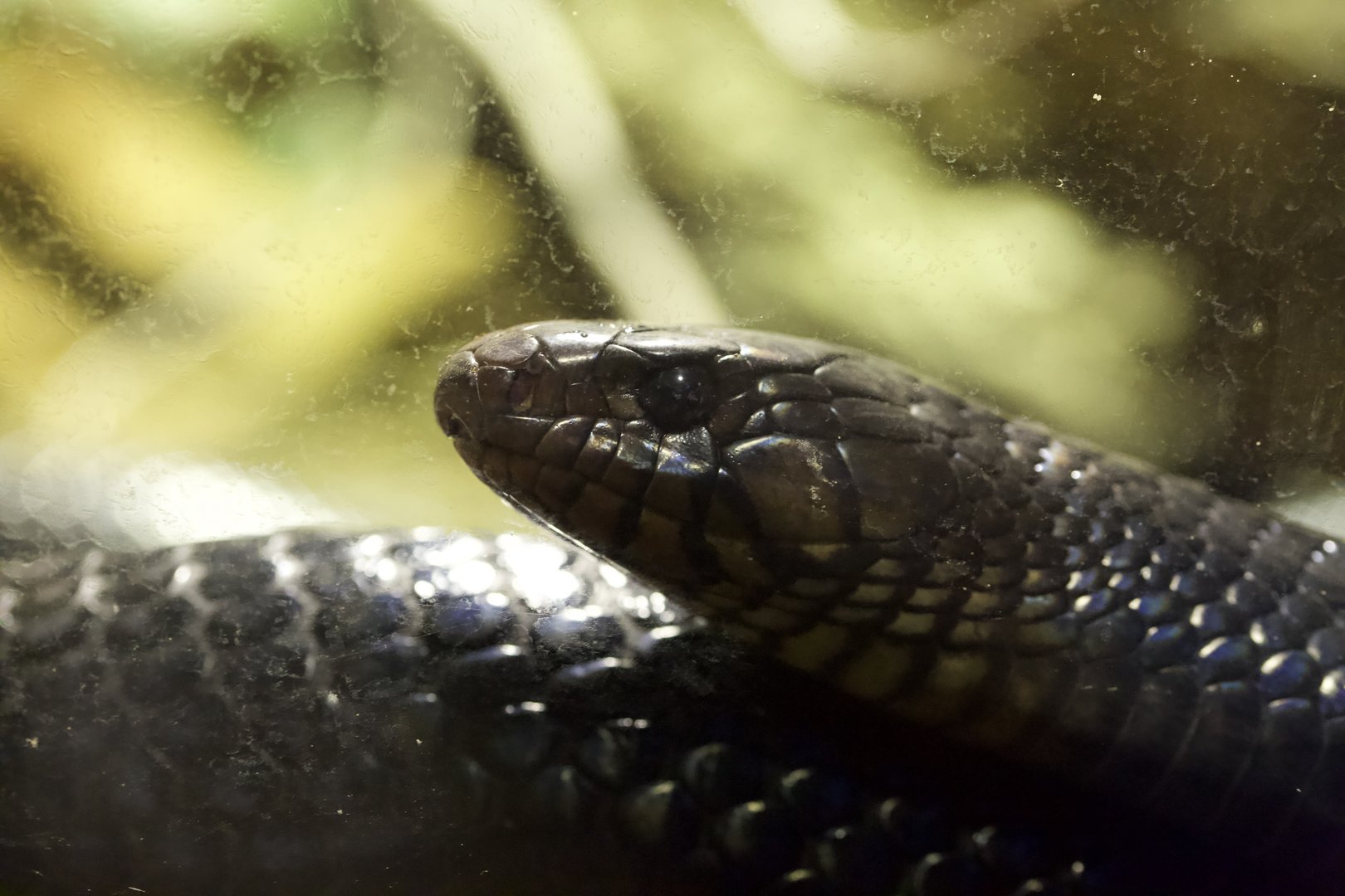 Eastern Indigo Snake/ Drymarchon couperi