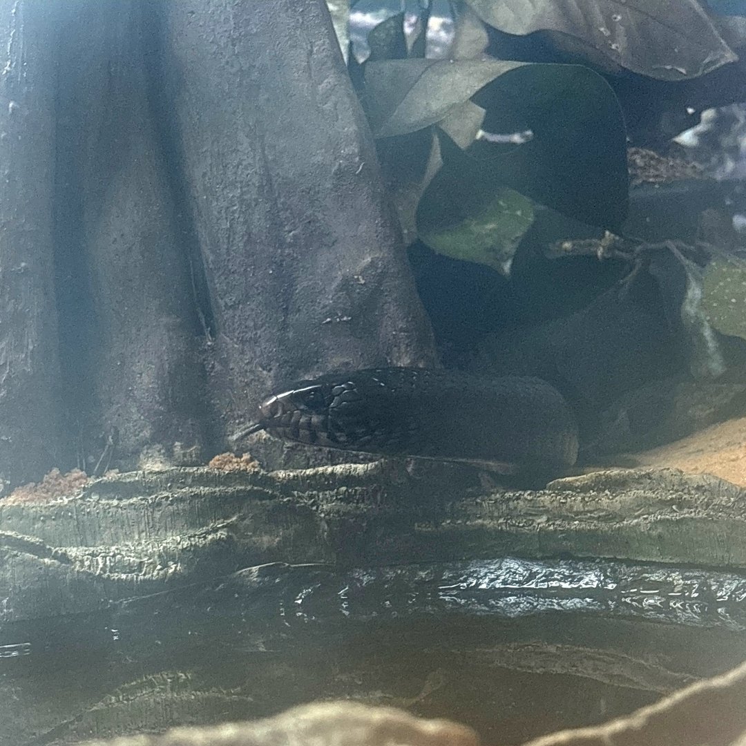 Eastern Indigo Snake (Drymarchon couperi)