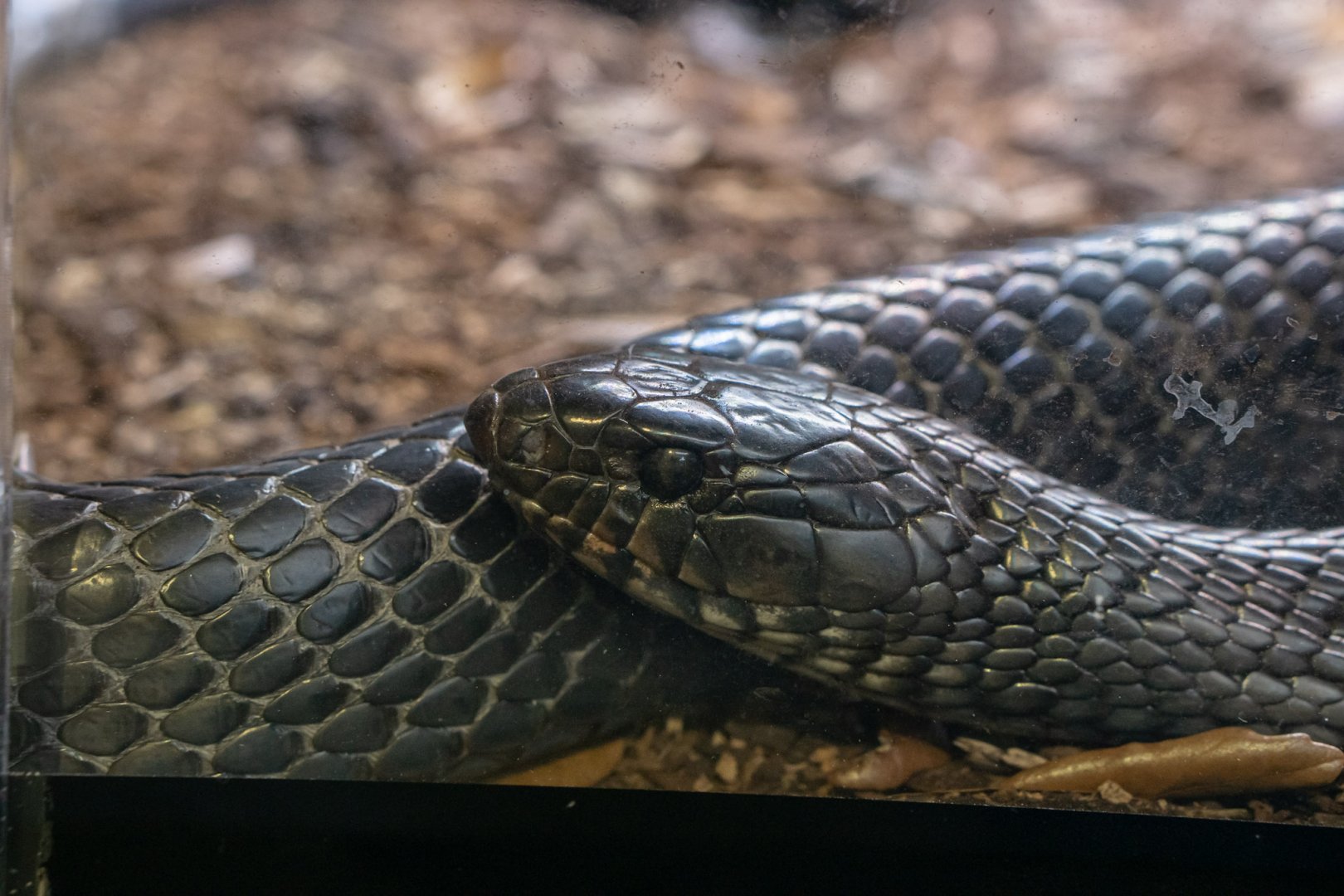 Eastern indigo snake (Drymarchon couperi)