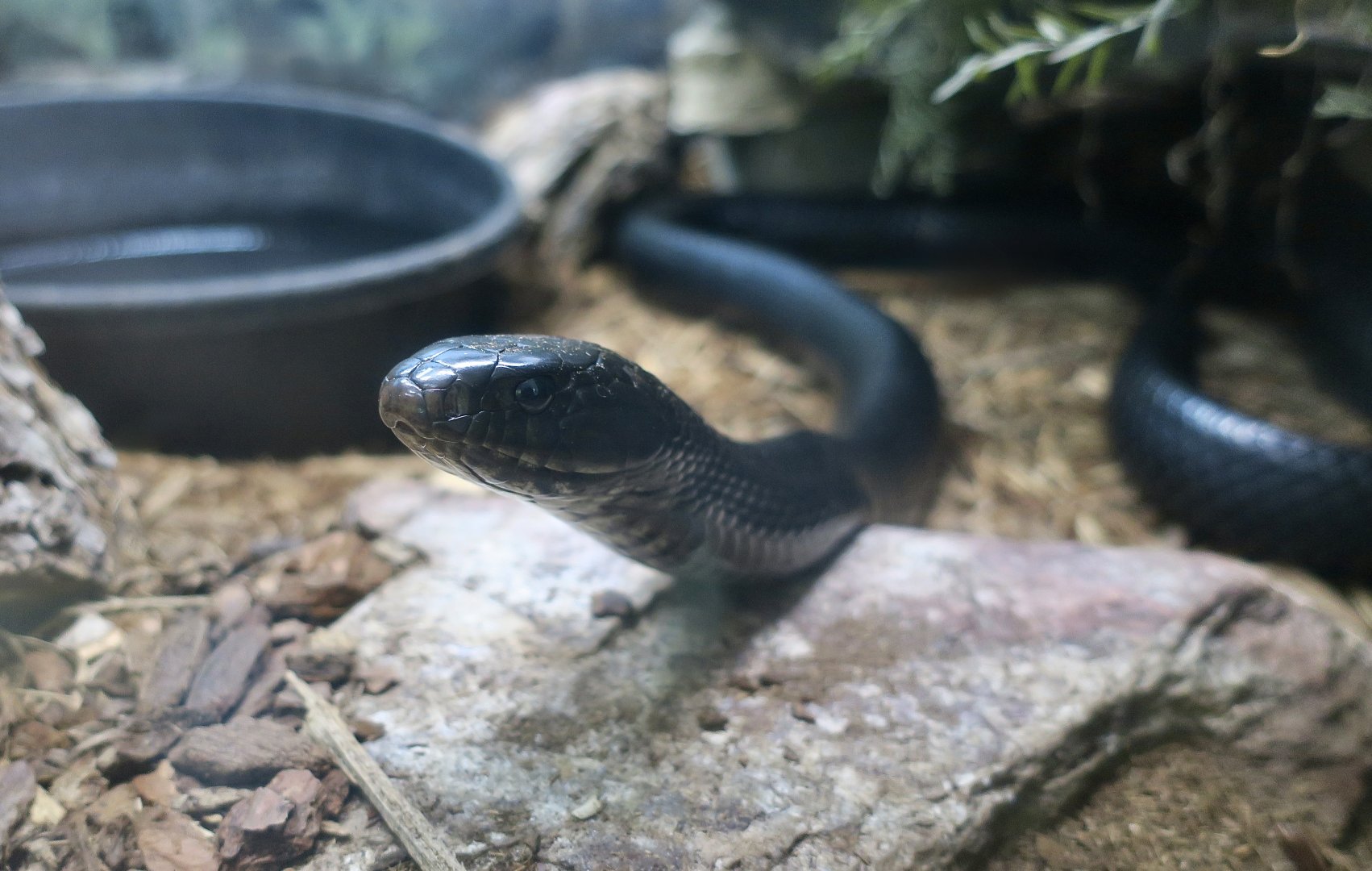 Eastern Indigo Snake (Drymarchon couperi)