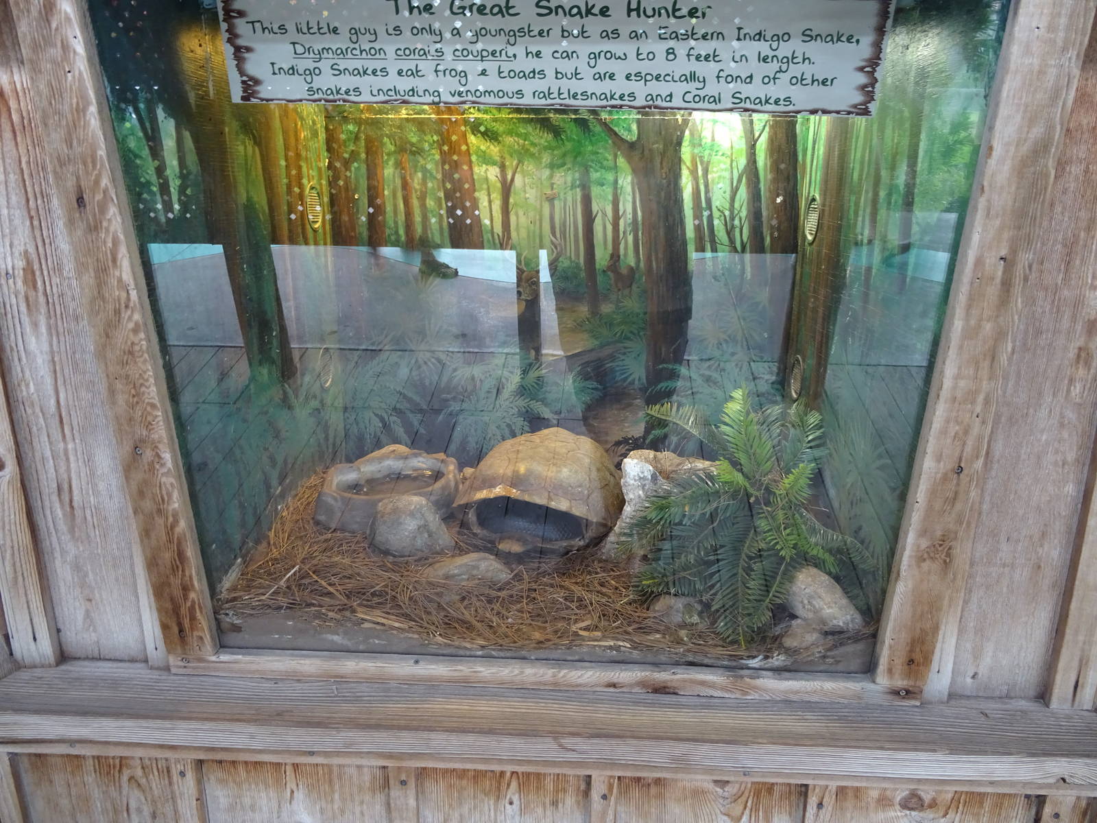 Eastern Indigo Snake Exhibit at Gatorland