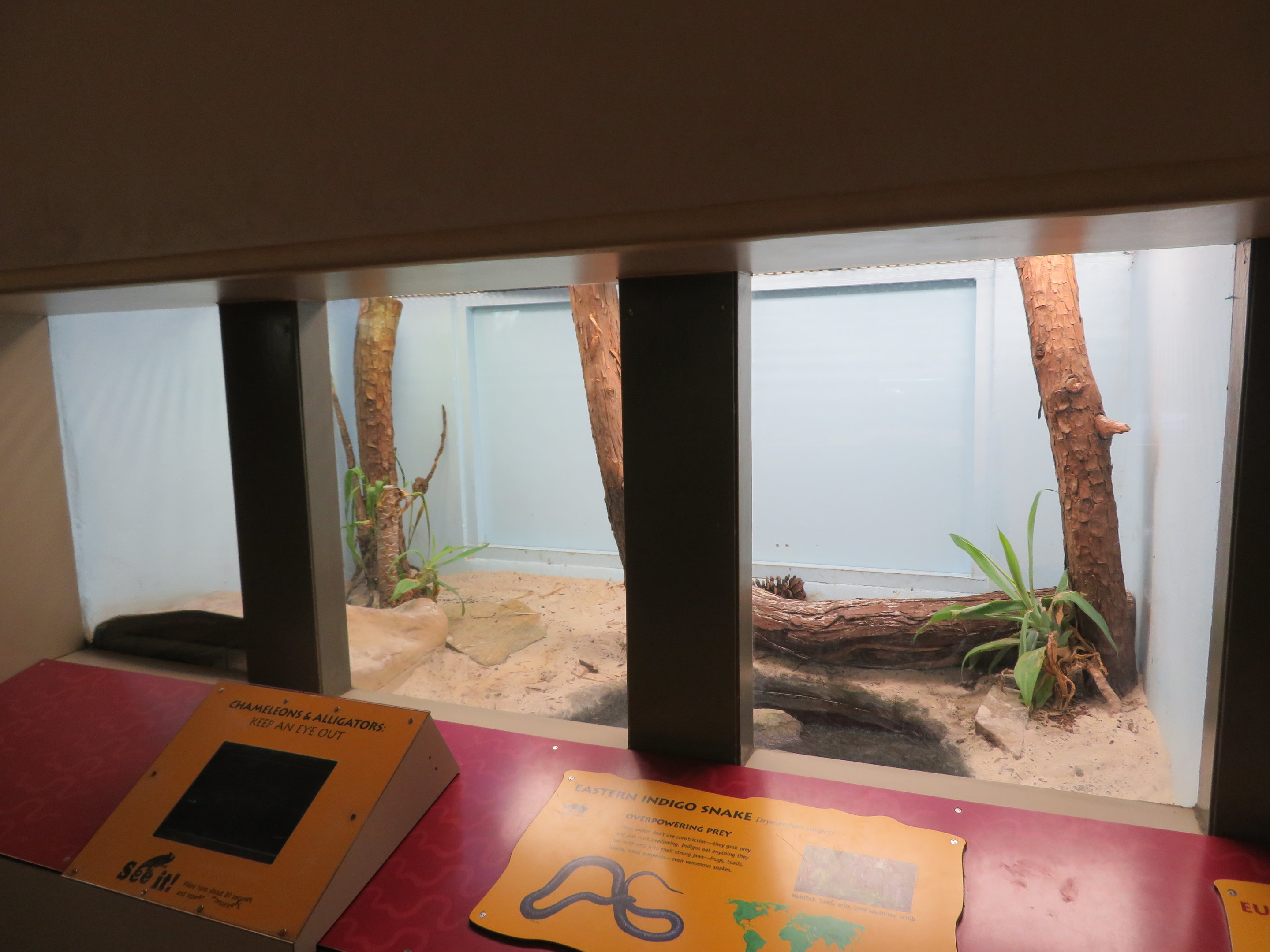 Eastern Indigo Snake Exhibit