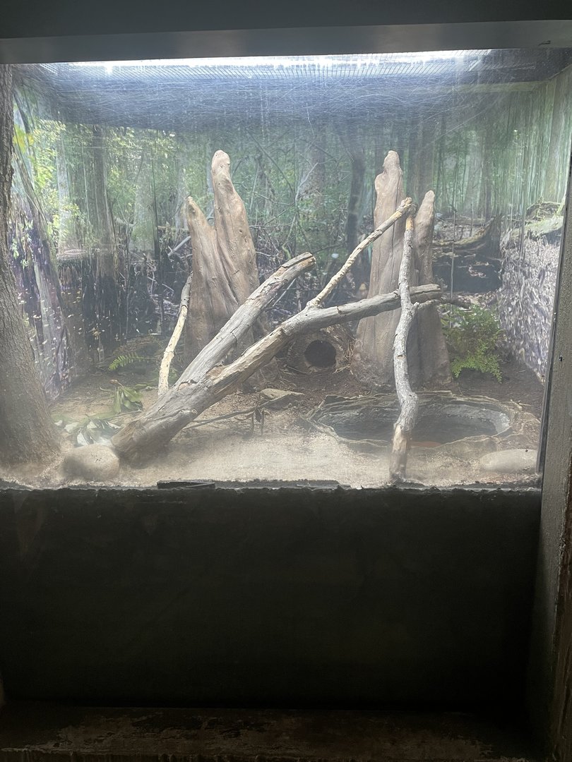 Eastern Indigo Snake Terrarium