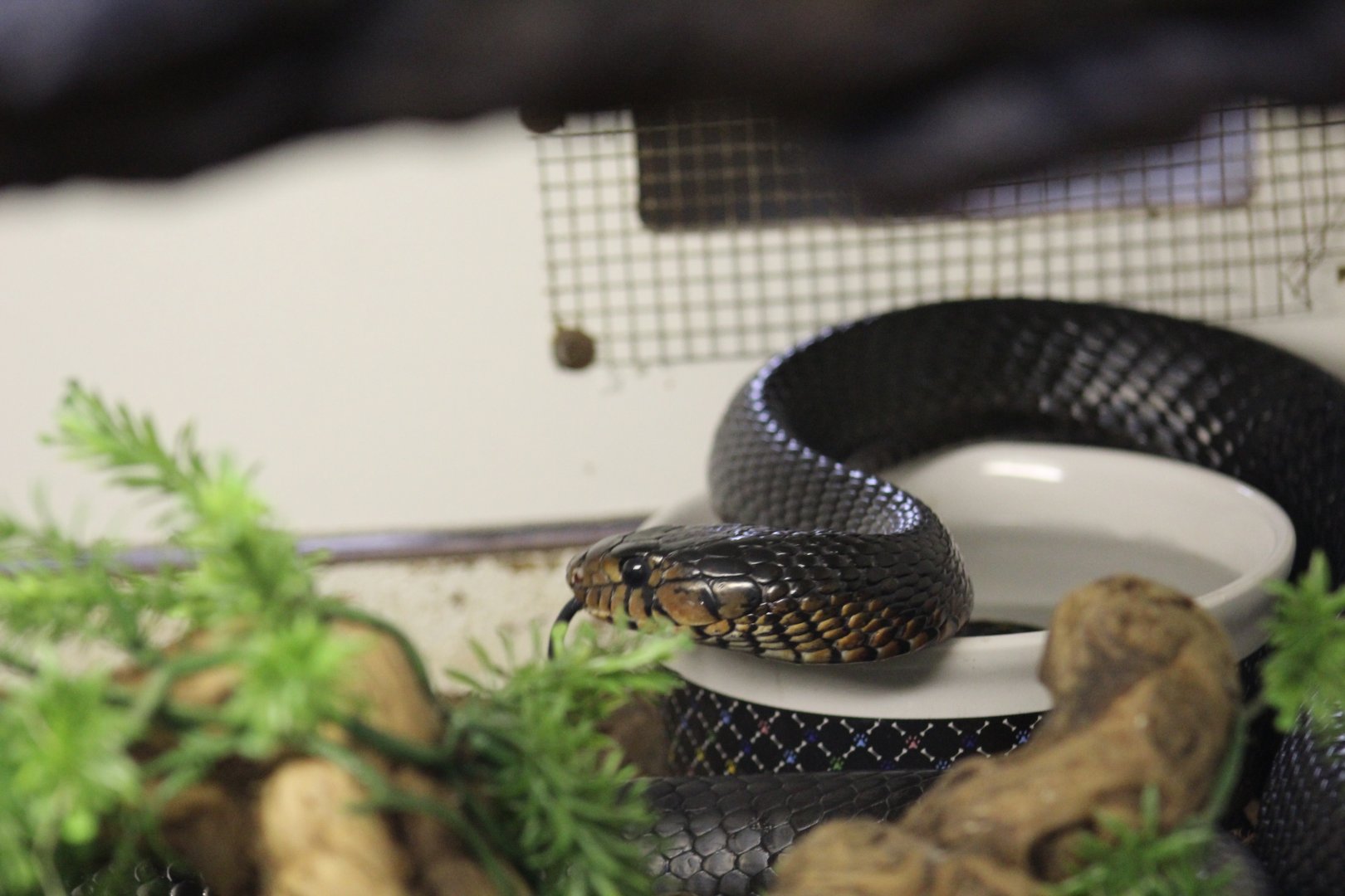 Eastern Indigo Snake