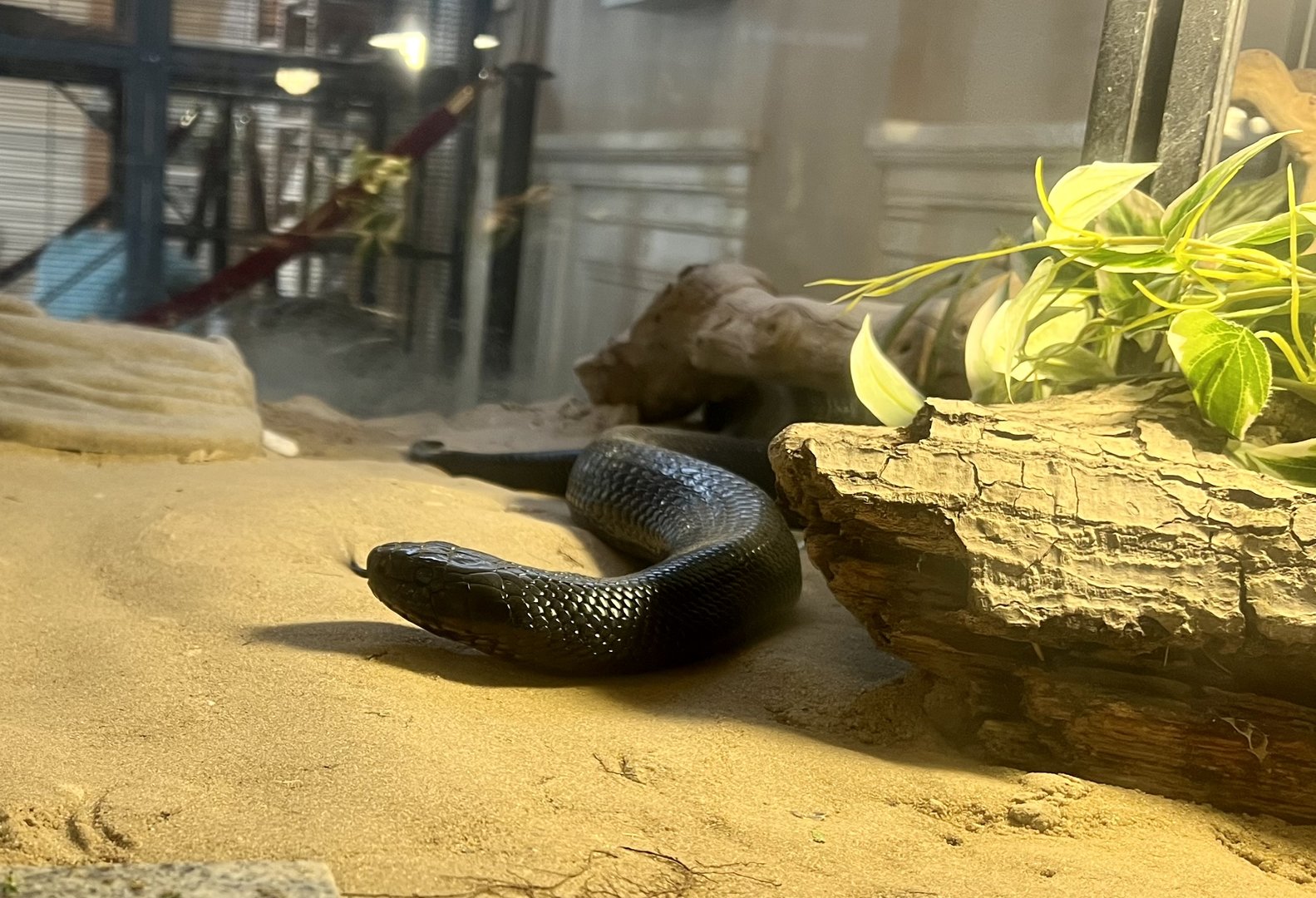 Eastern Indigo Snake