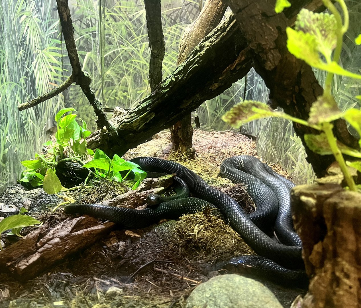 Eastern Indigo Snake