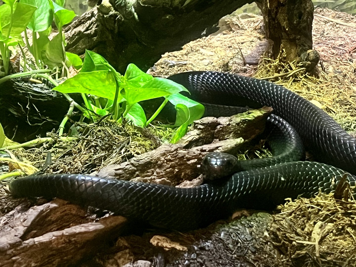 Eastern Indigo Snake