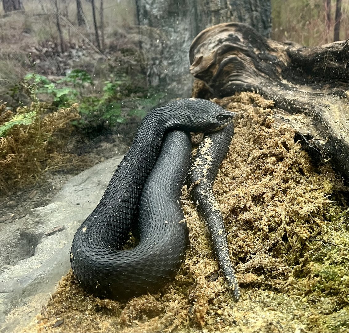 Eastern Indigo Snake