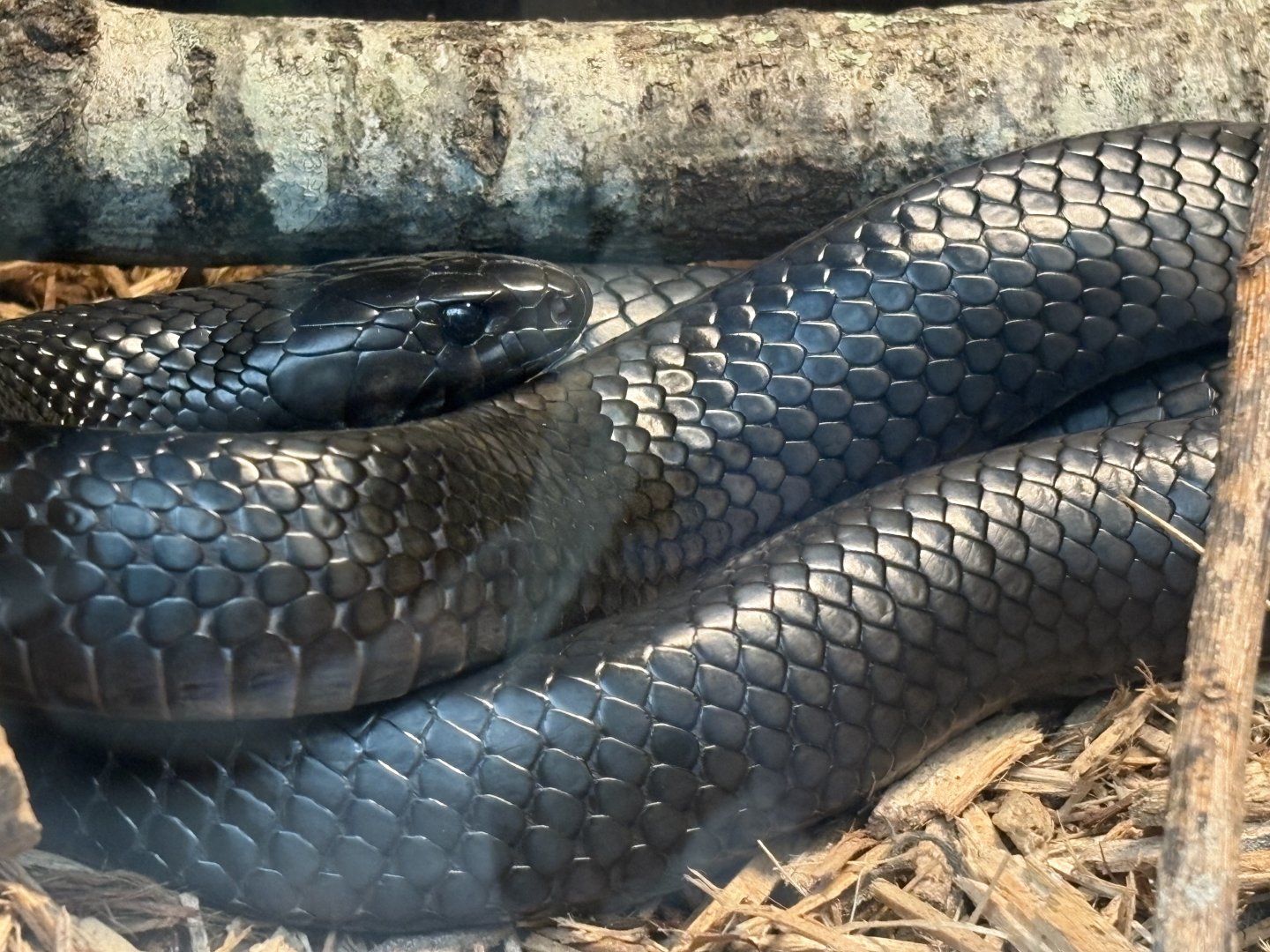 Eastern Indigo Snake