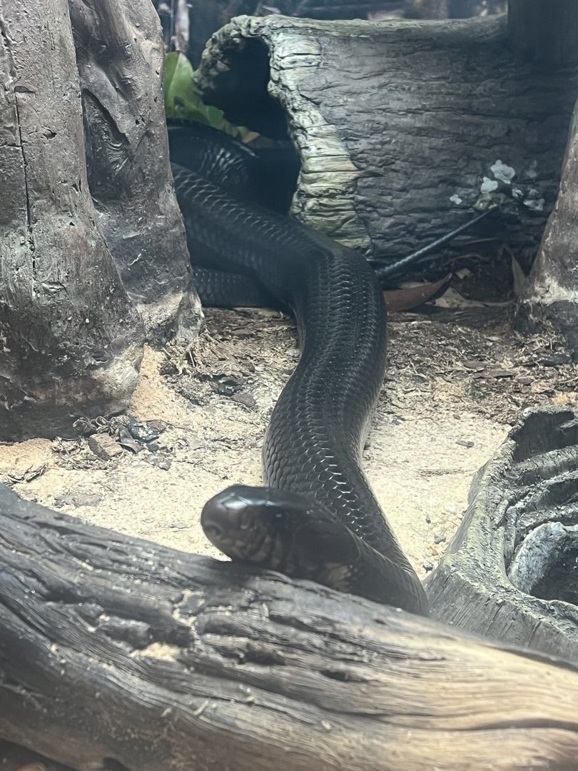 Eastern Indigo Snake