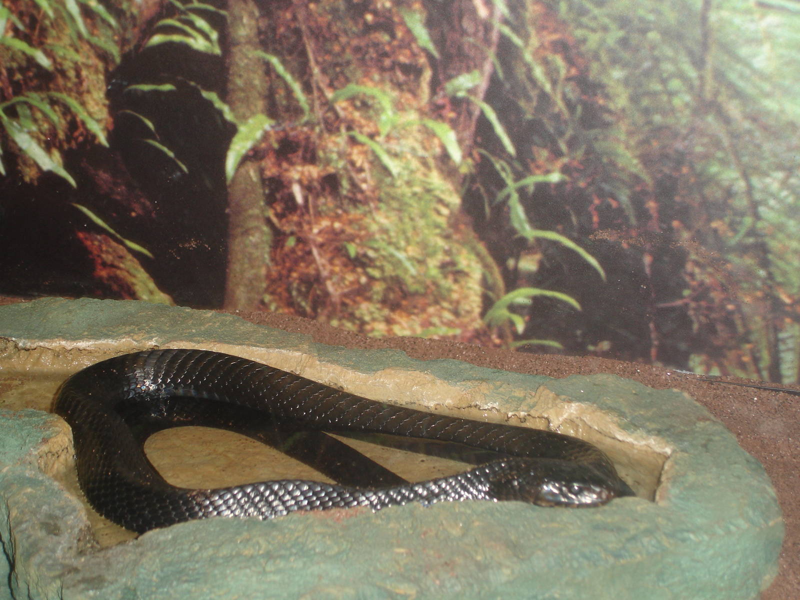 Eastern Indigo Snake