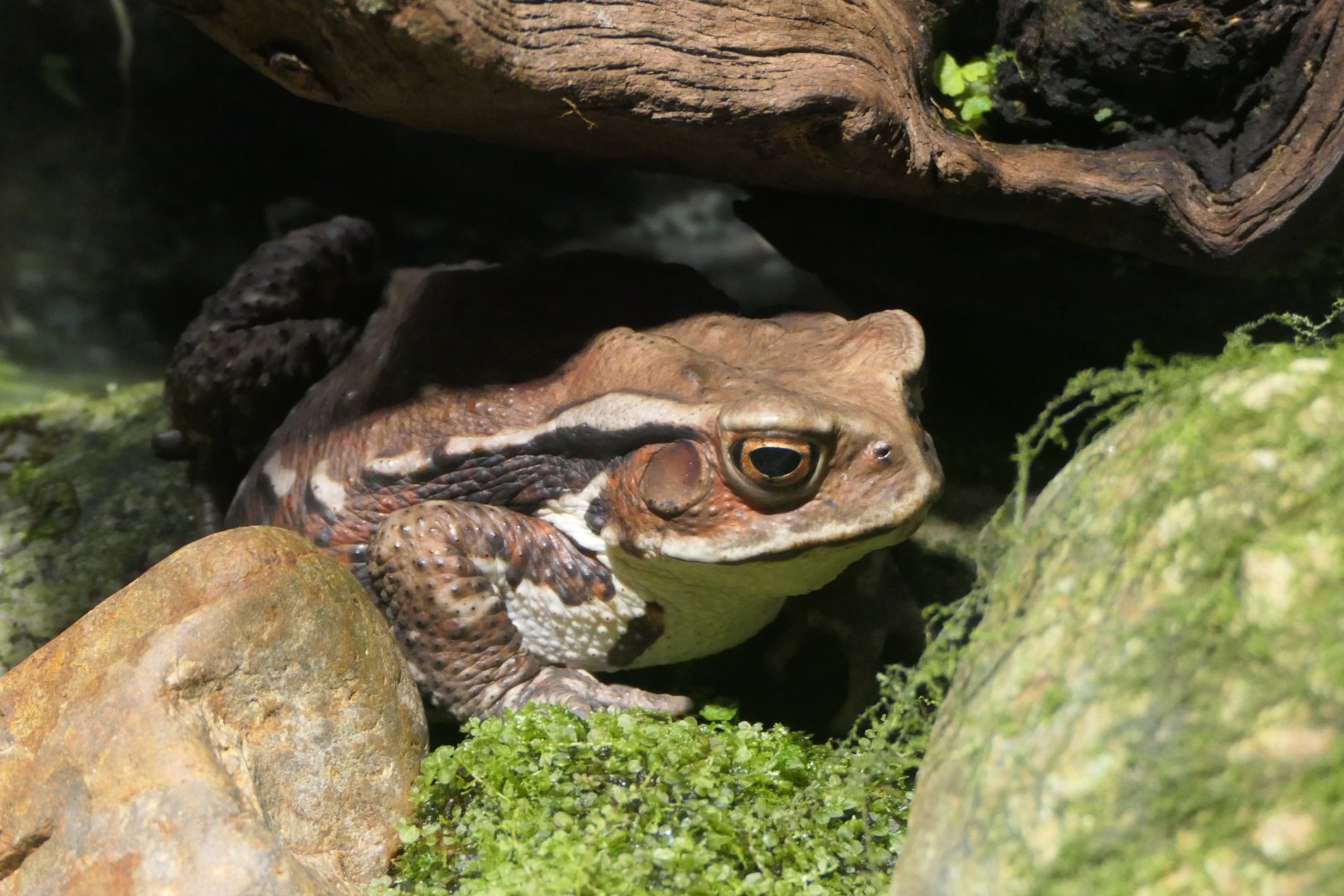 Eastern Japanese Common Toad (Bufo formosus) - Uozu Aquarium