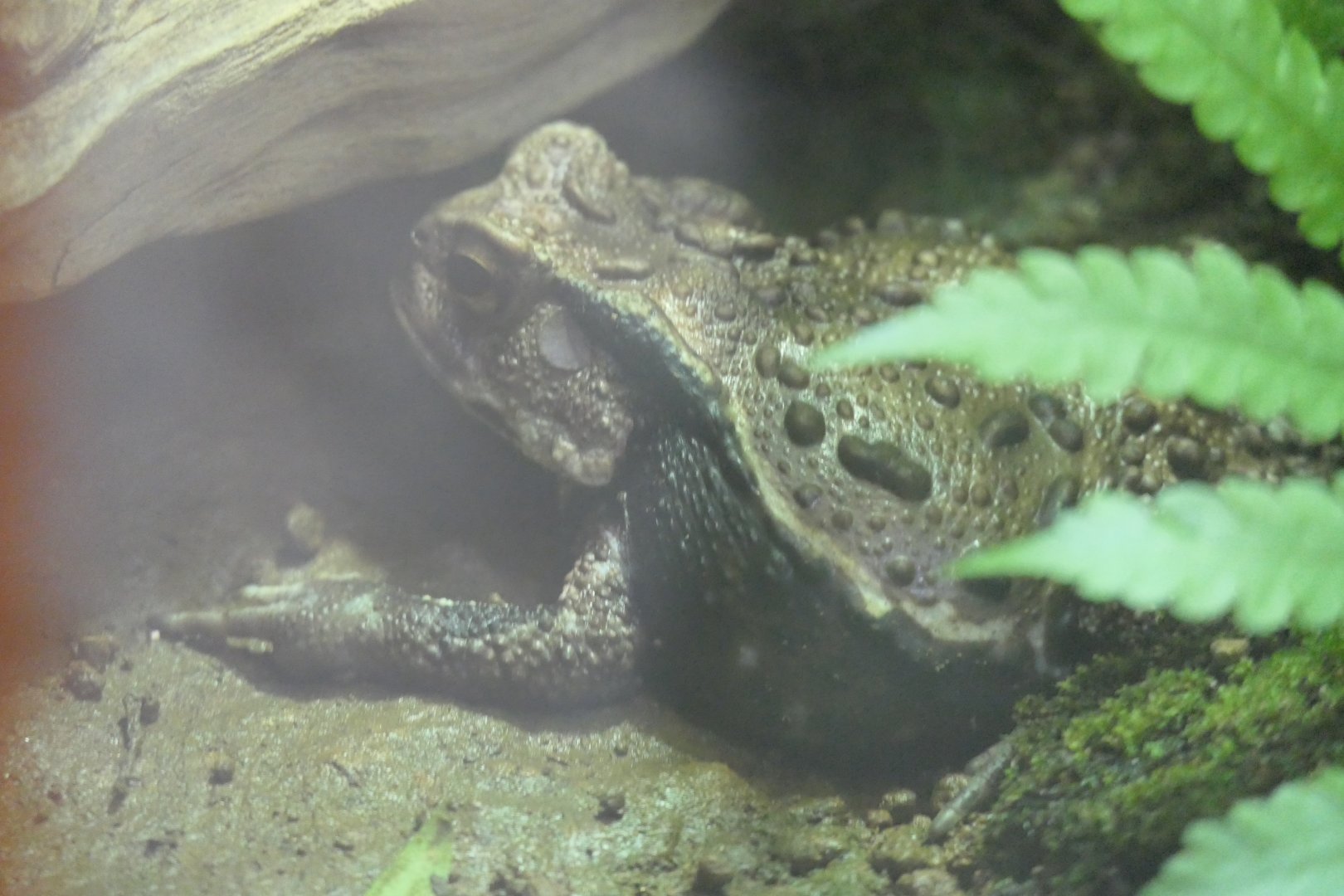 Eastern Japanese Common Toad (Bufo formosus)