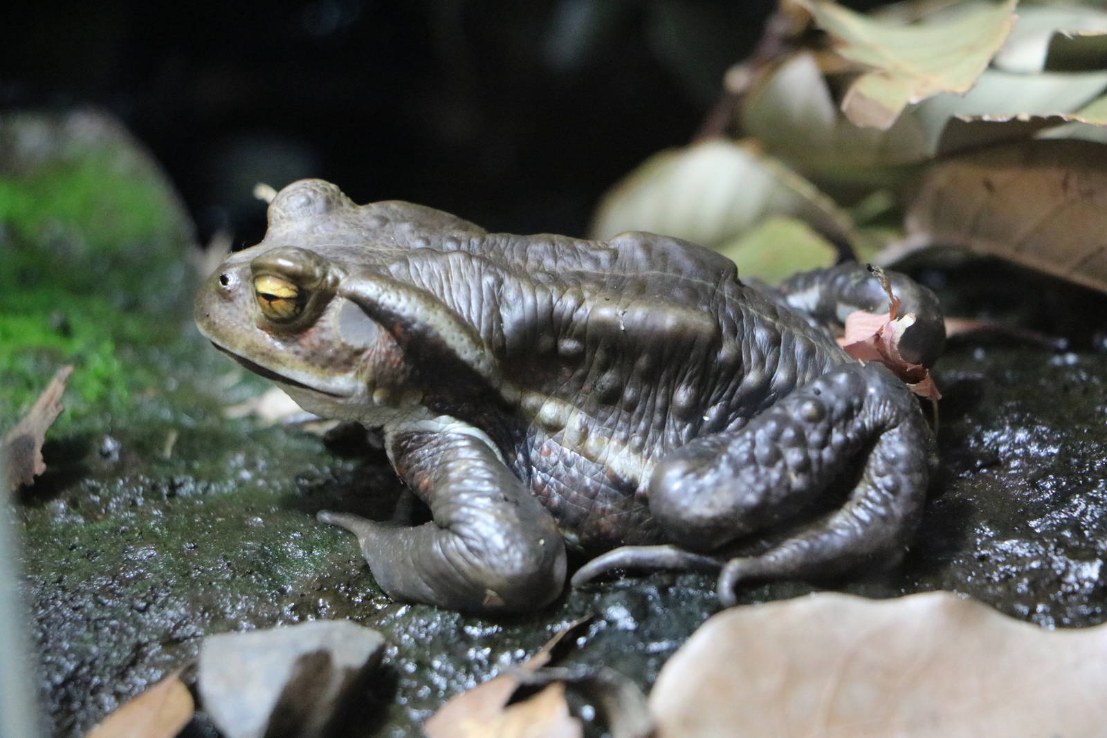Eastern Japanese common toad - Tokyo Sea Life Park, February 2016