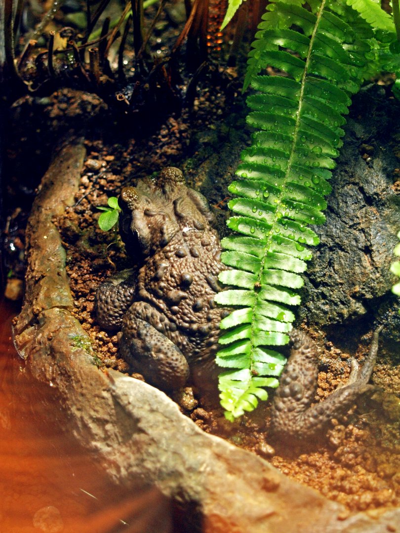 Eastern Japanese common toad