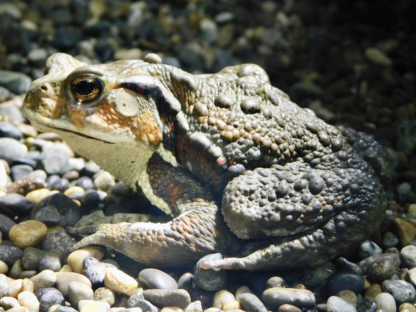 Eastern Japanese Toad (Bufo formosus) October 4, 2025