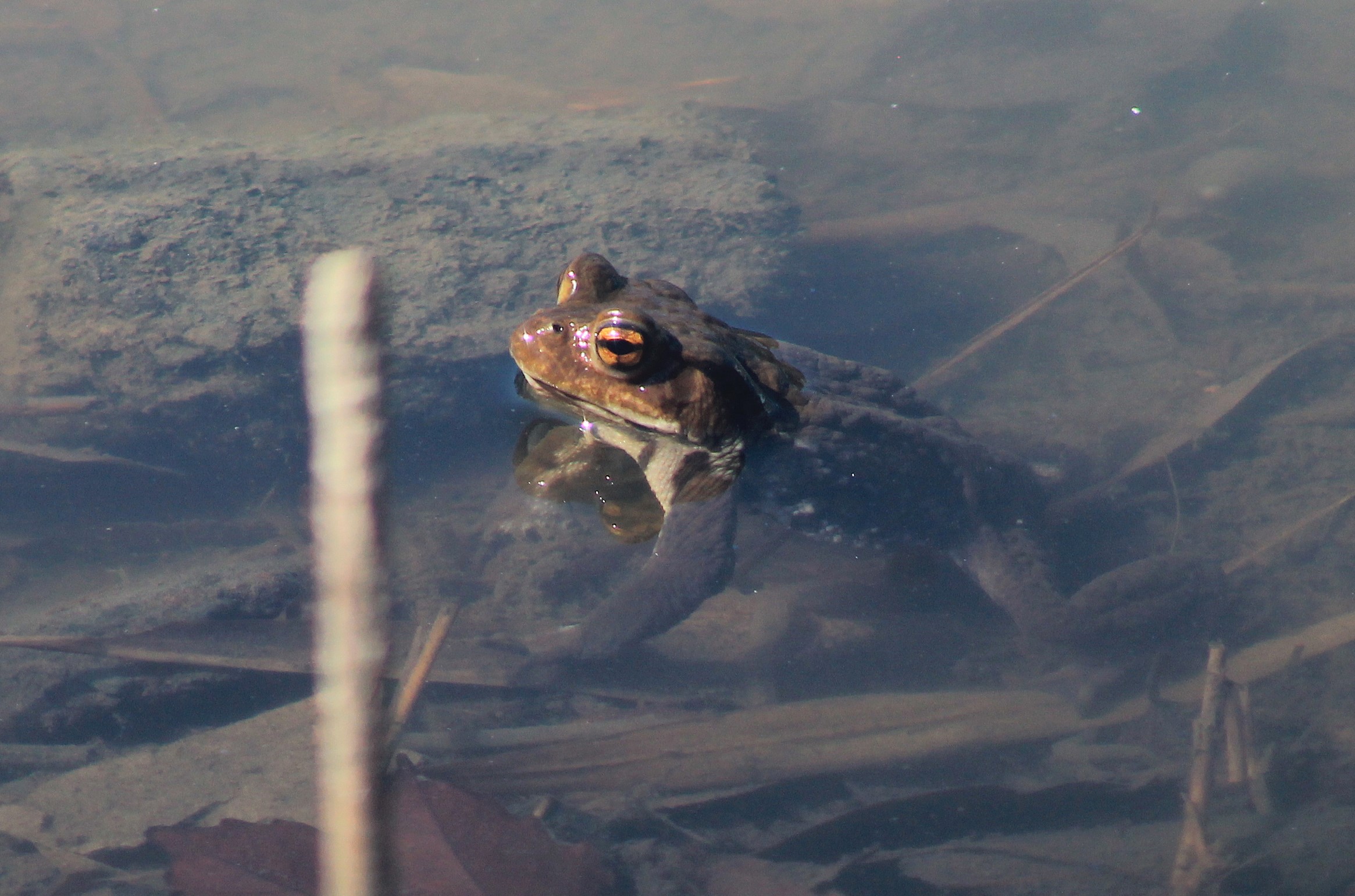 Eastern Japanese Toad (Bufo formosus)
