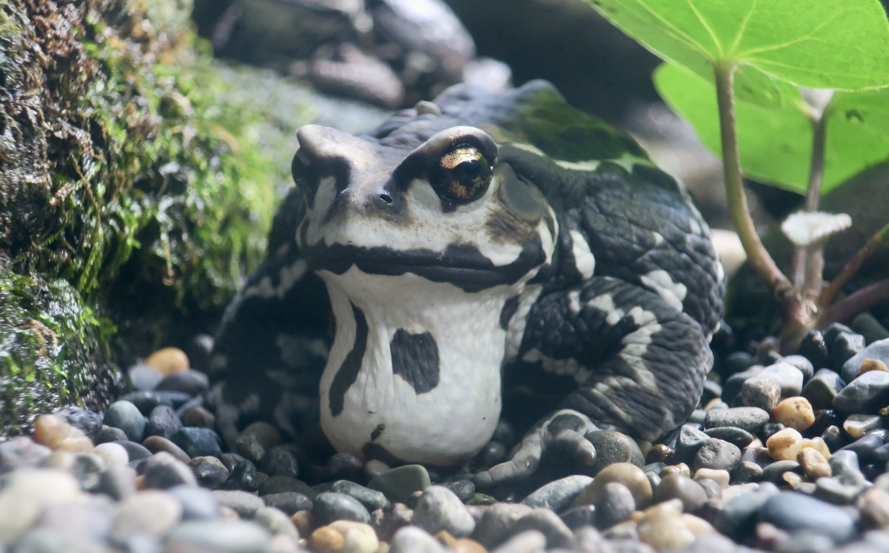 Eastern Japanese Toad (Bufo japonicus formosus)