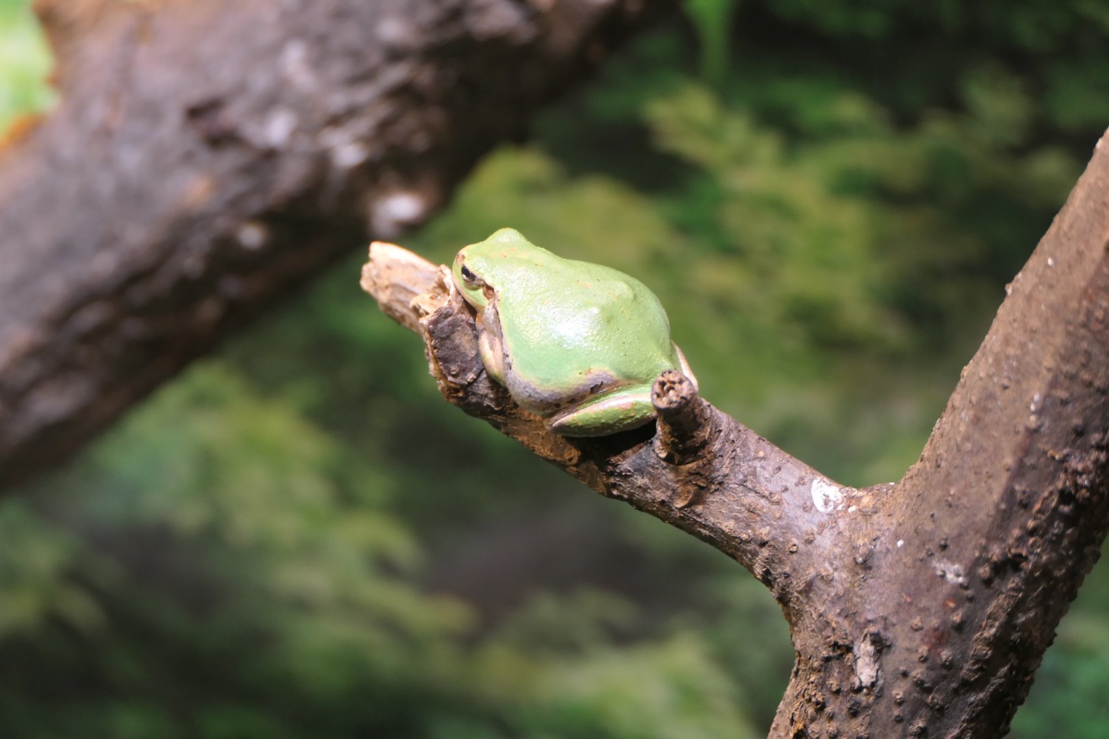 Eastern Japanese Tree Frog (Dryophytes leopardus) - Uozu Aquarium