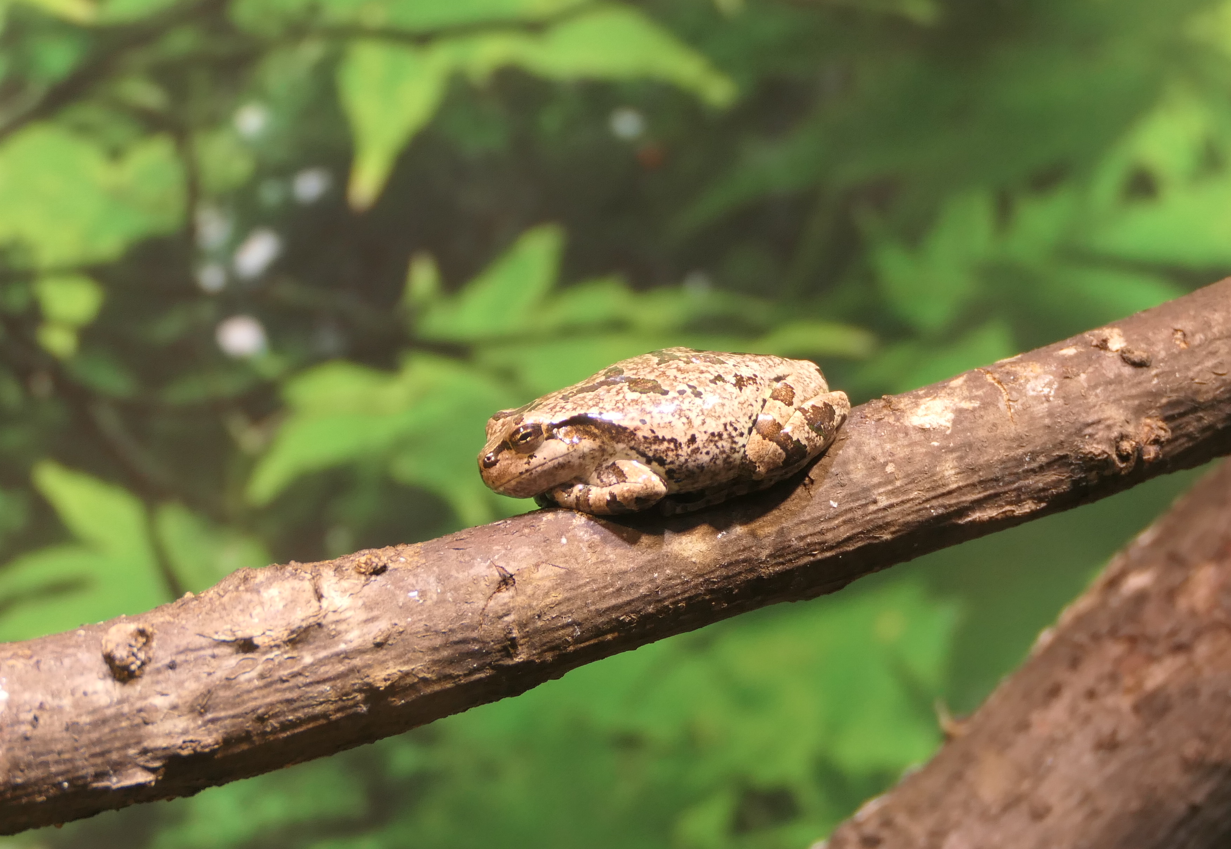 Eastern Japanese Tree Frog (Dryophytes leopardus) - Uozu Aquarium