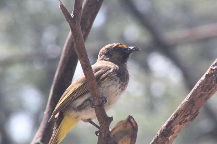 Eastern Java orange-spotted bulbul (Pycnonotus bimaculatus tenggerensis) - Solo Safari