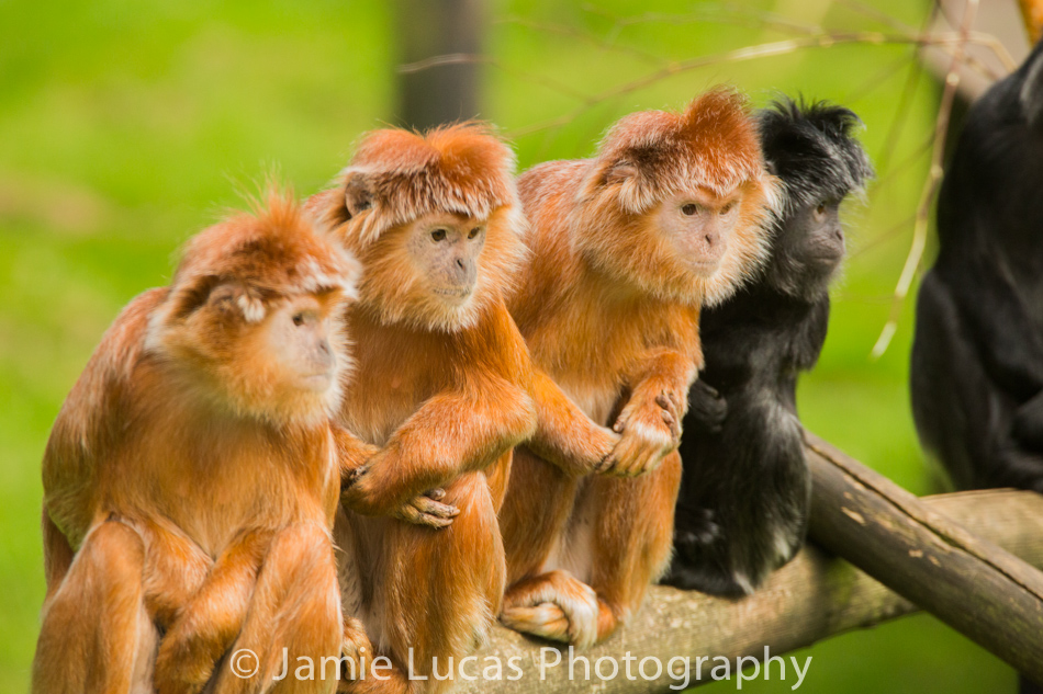 Eastern Javan Langur