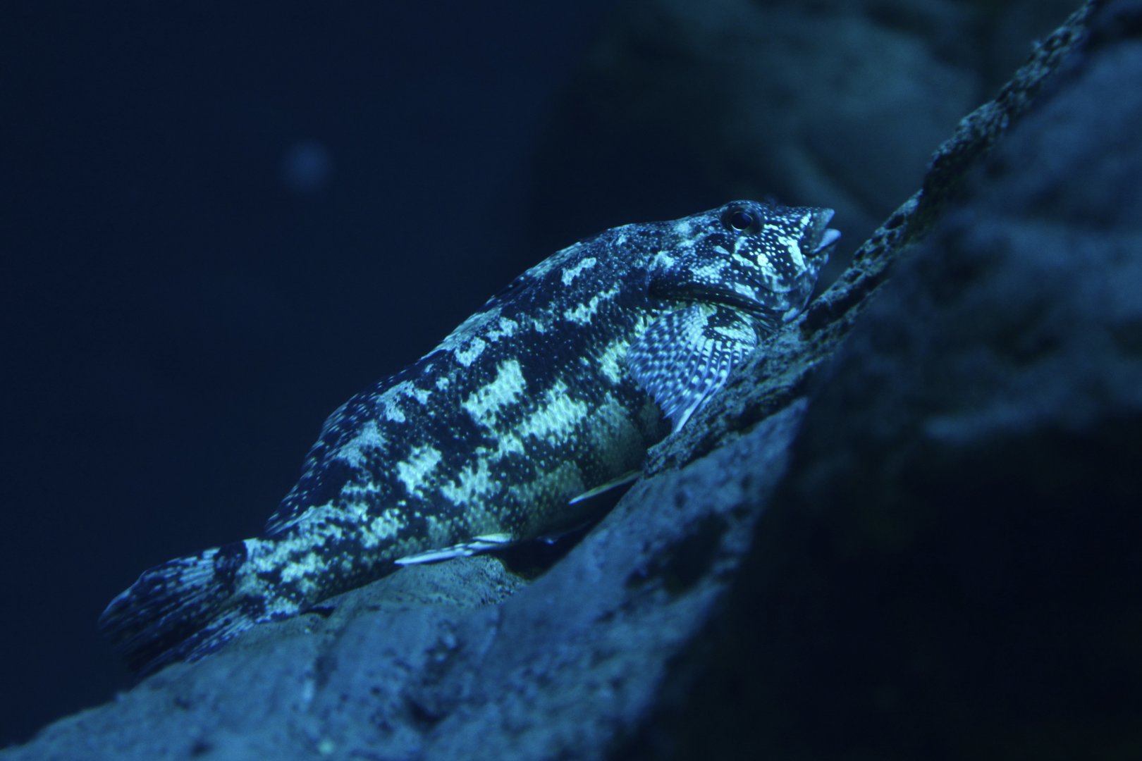 Eastern kelpfish (Chironemus marmoratus)