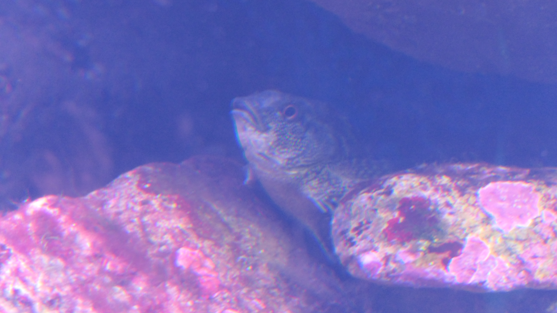 Eastern Kelpfish