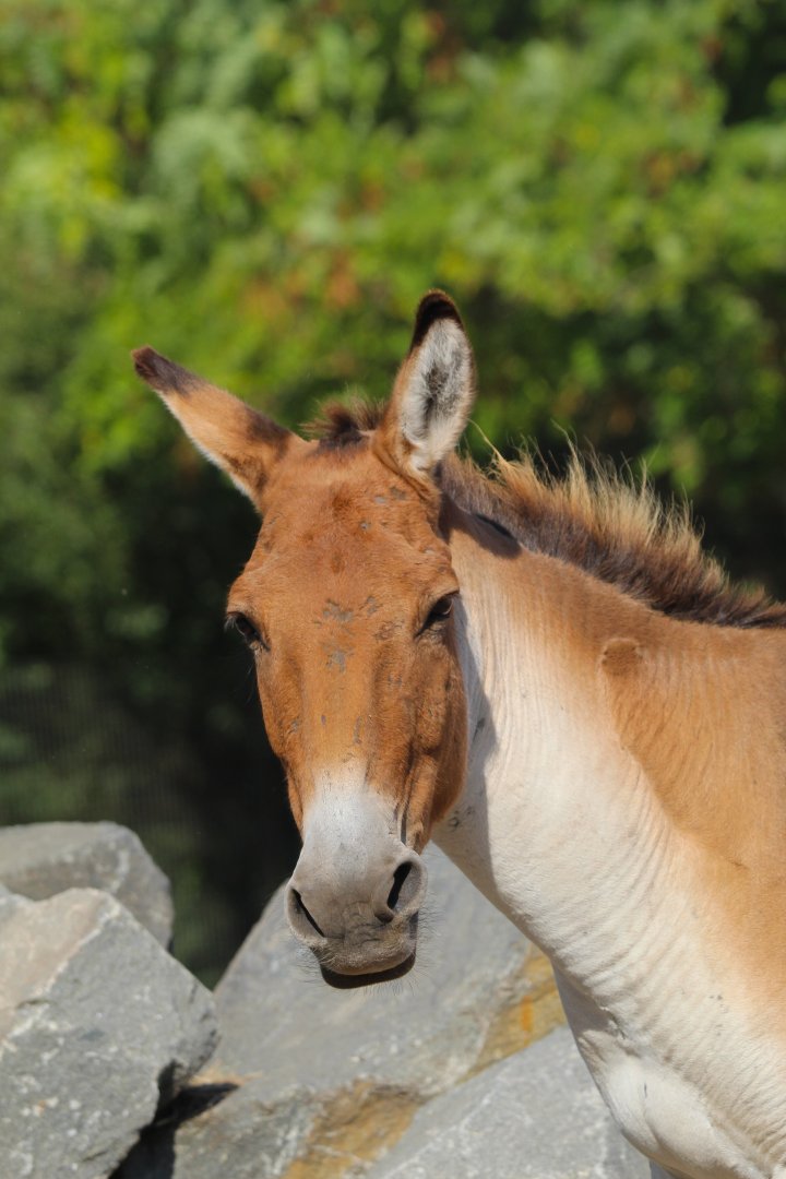 Eastern Kiang- 4th September 2024