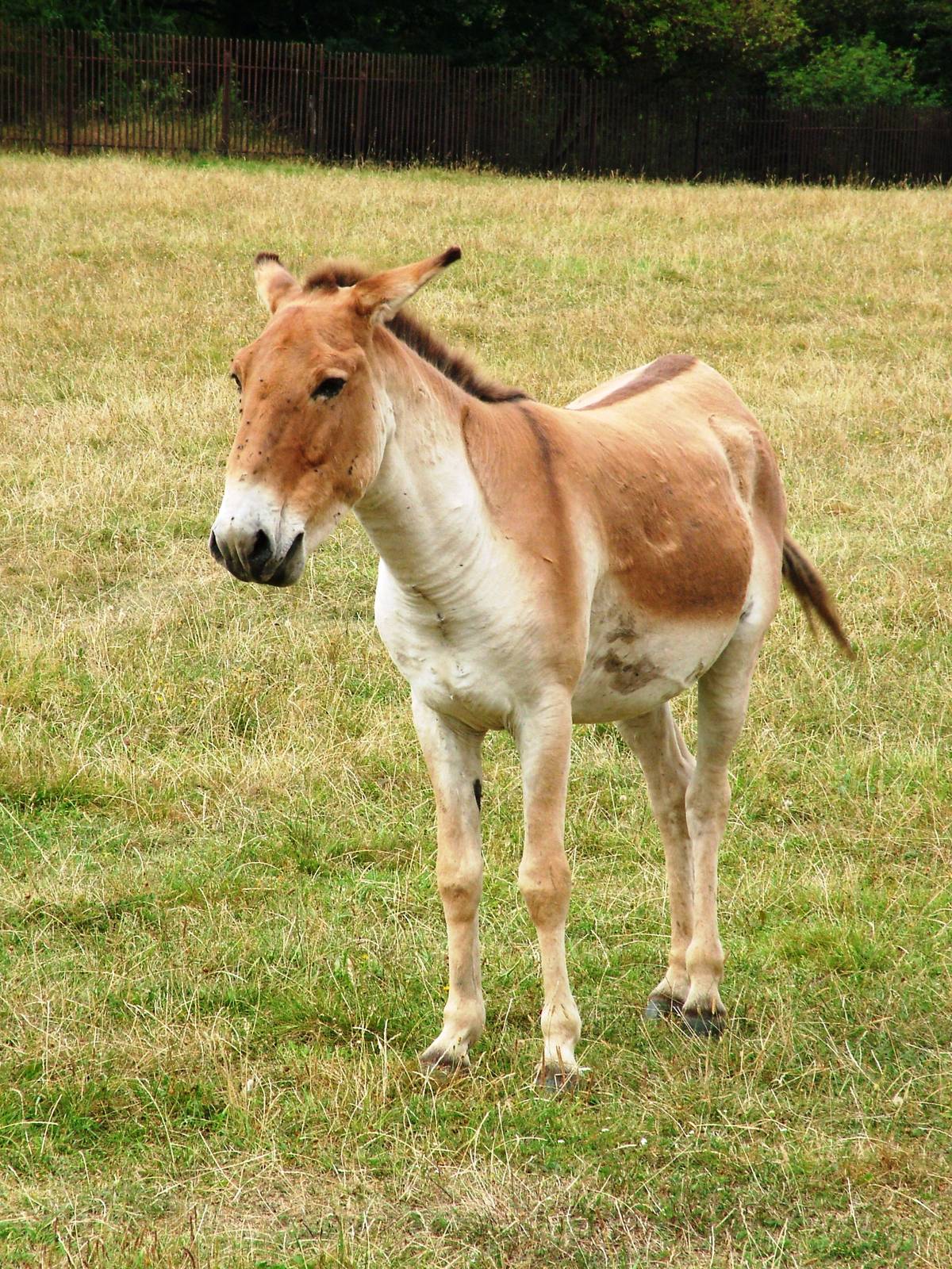 Eastern Kiang at Chomutov, 30/08/12