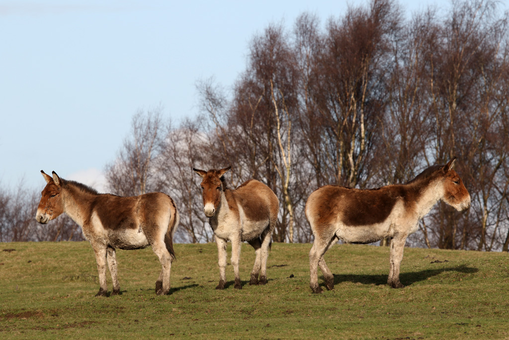 Eastern Kiang at Knowsley Safari 22/12/2016
