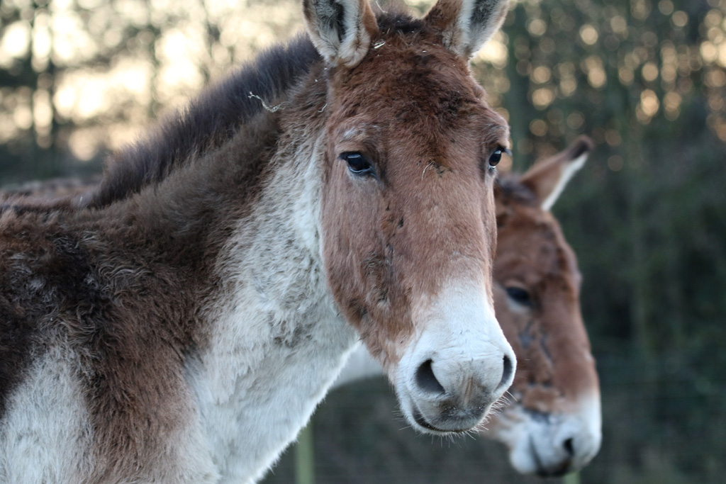 Eastern Kiang at Knowsley Safari 22/12/2016