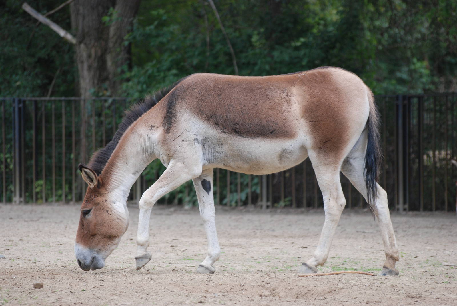Eastern Kiang at Tierpark Berlin, 30/08/11