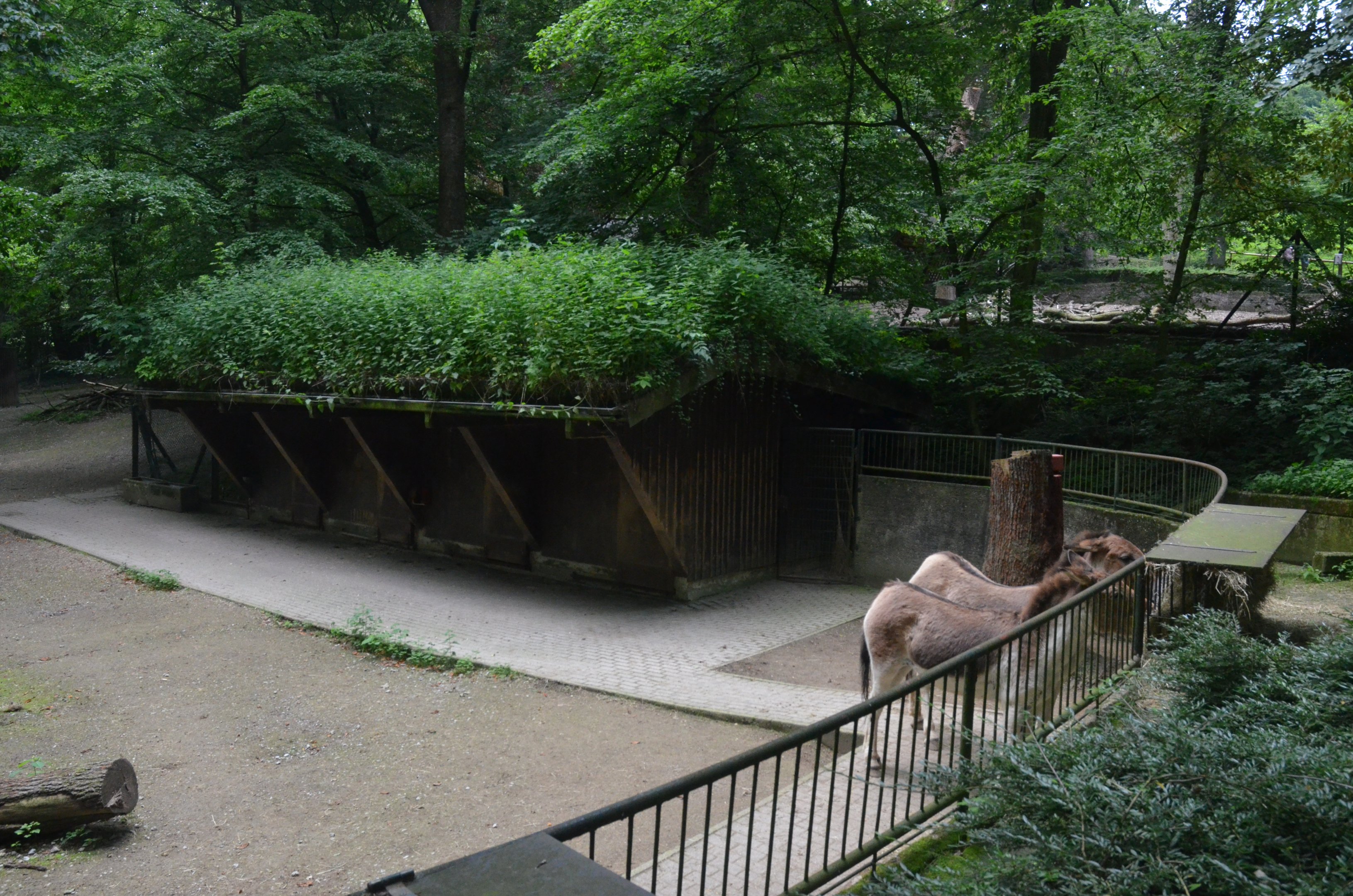 Eastern Kiang Enclosure at Wuppertal, 16/06/19
