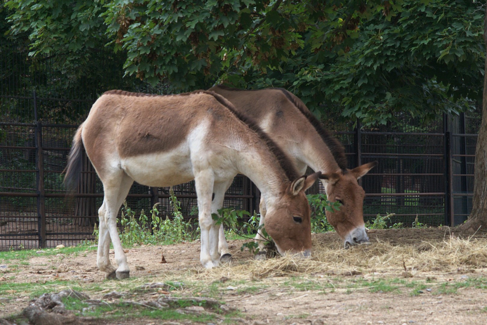 Eastern Kiang (Equus kiang holdereri), 12-09-25