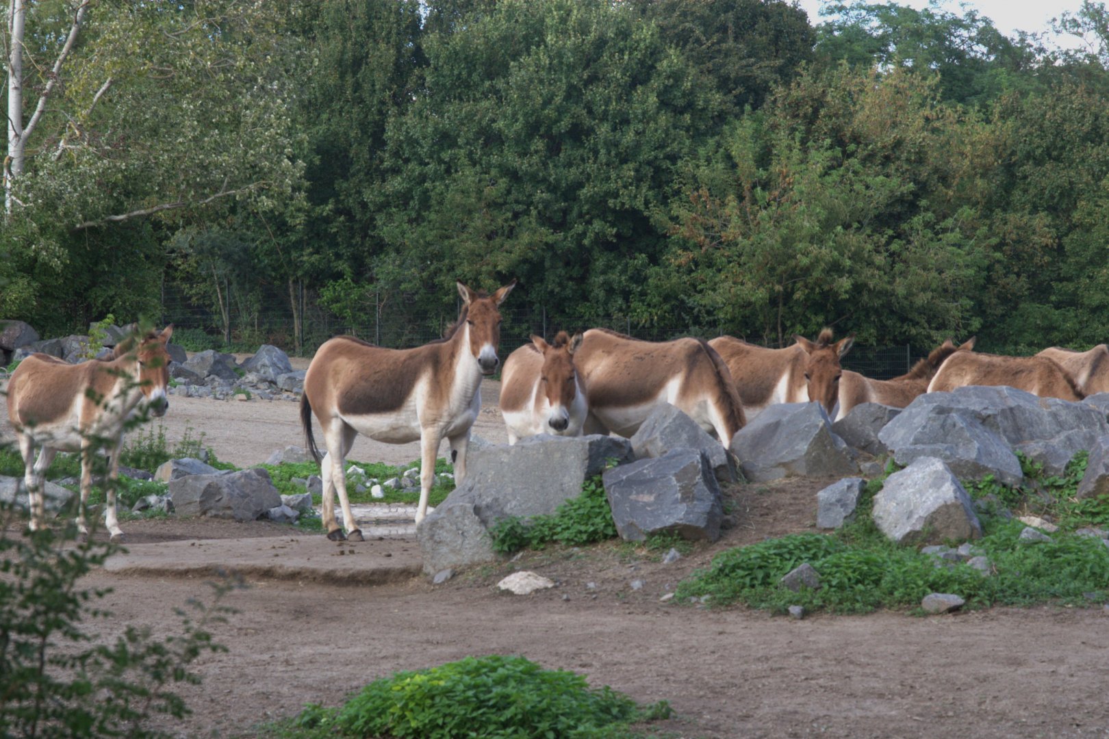 Eastern Kiang (Equus kiang holdereri), 17-09-25