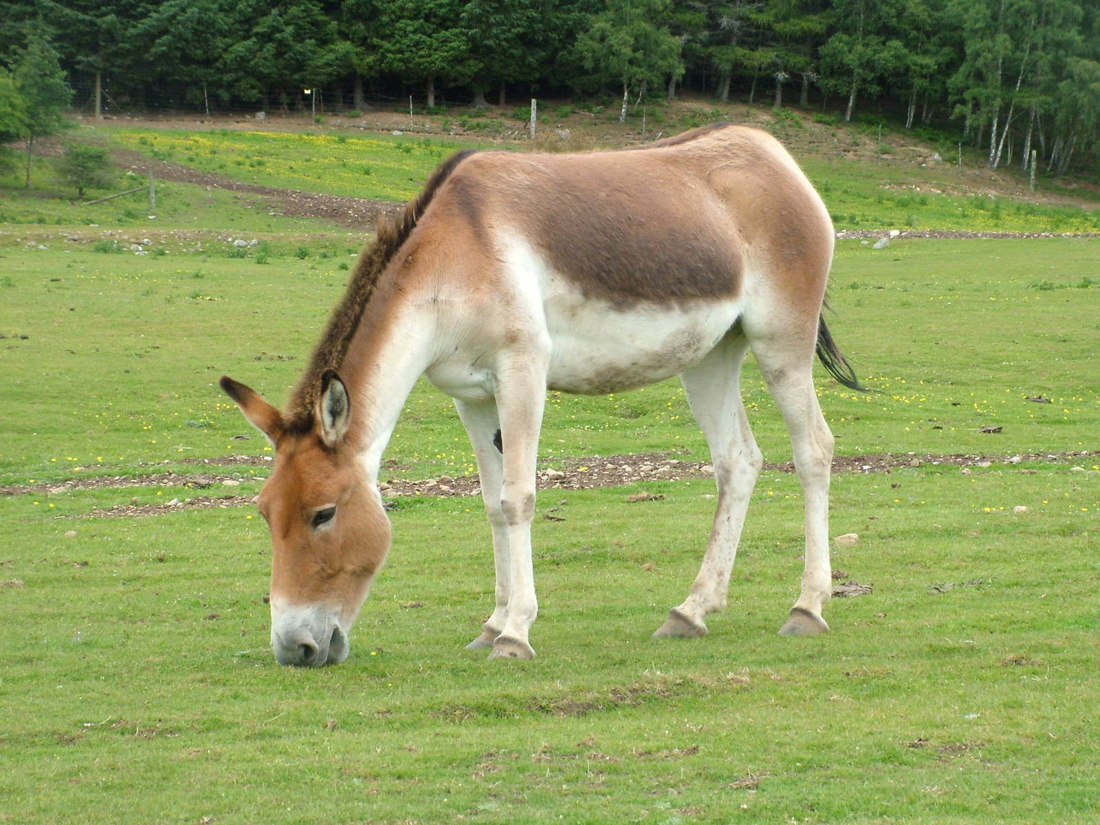 Eastern Kiang (Equus kiang holdereri) at Highland Wildlife Park 2008